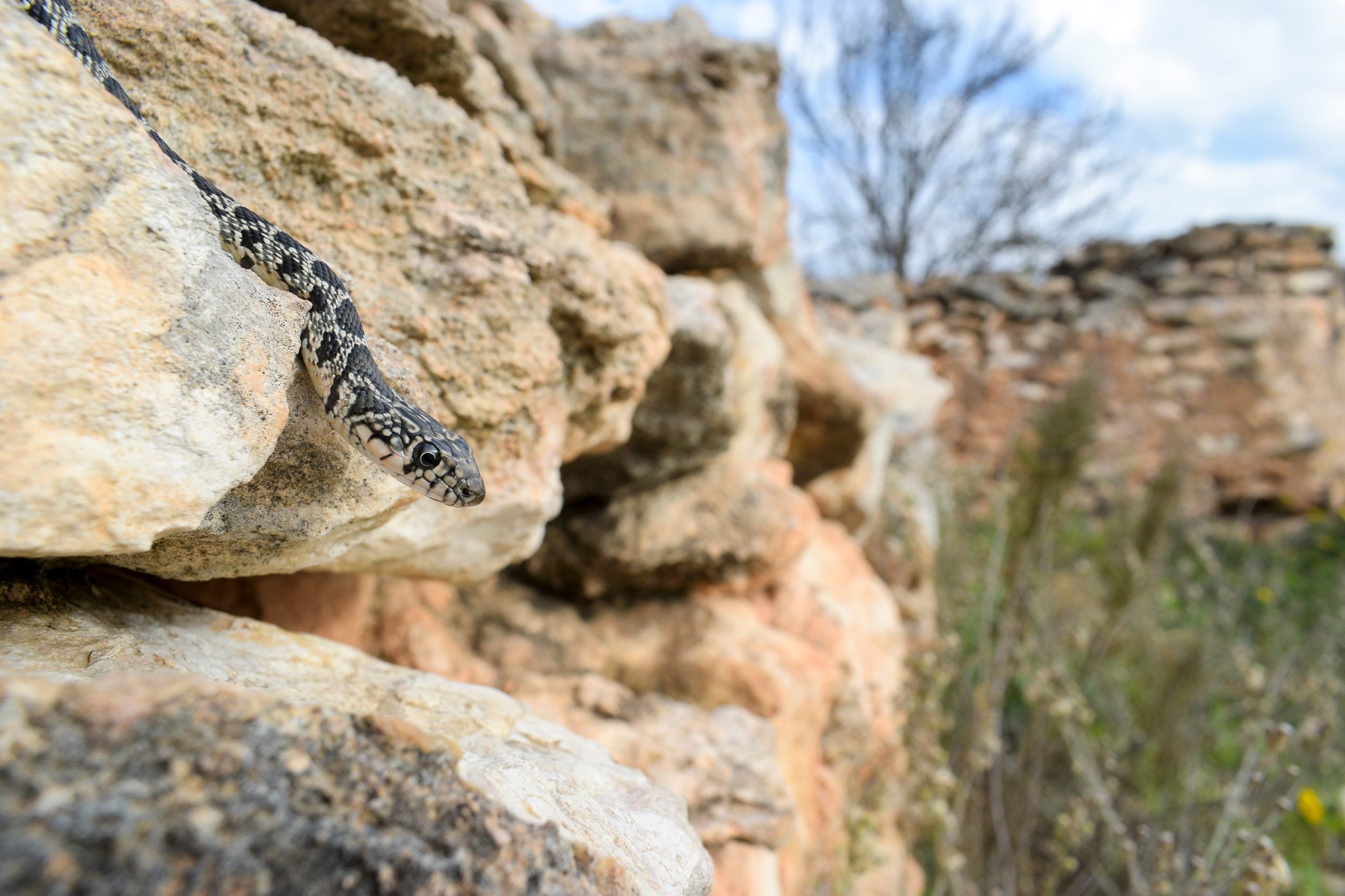 Culebra de herradura. (Guillem Casbas/CREAF)