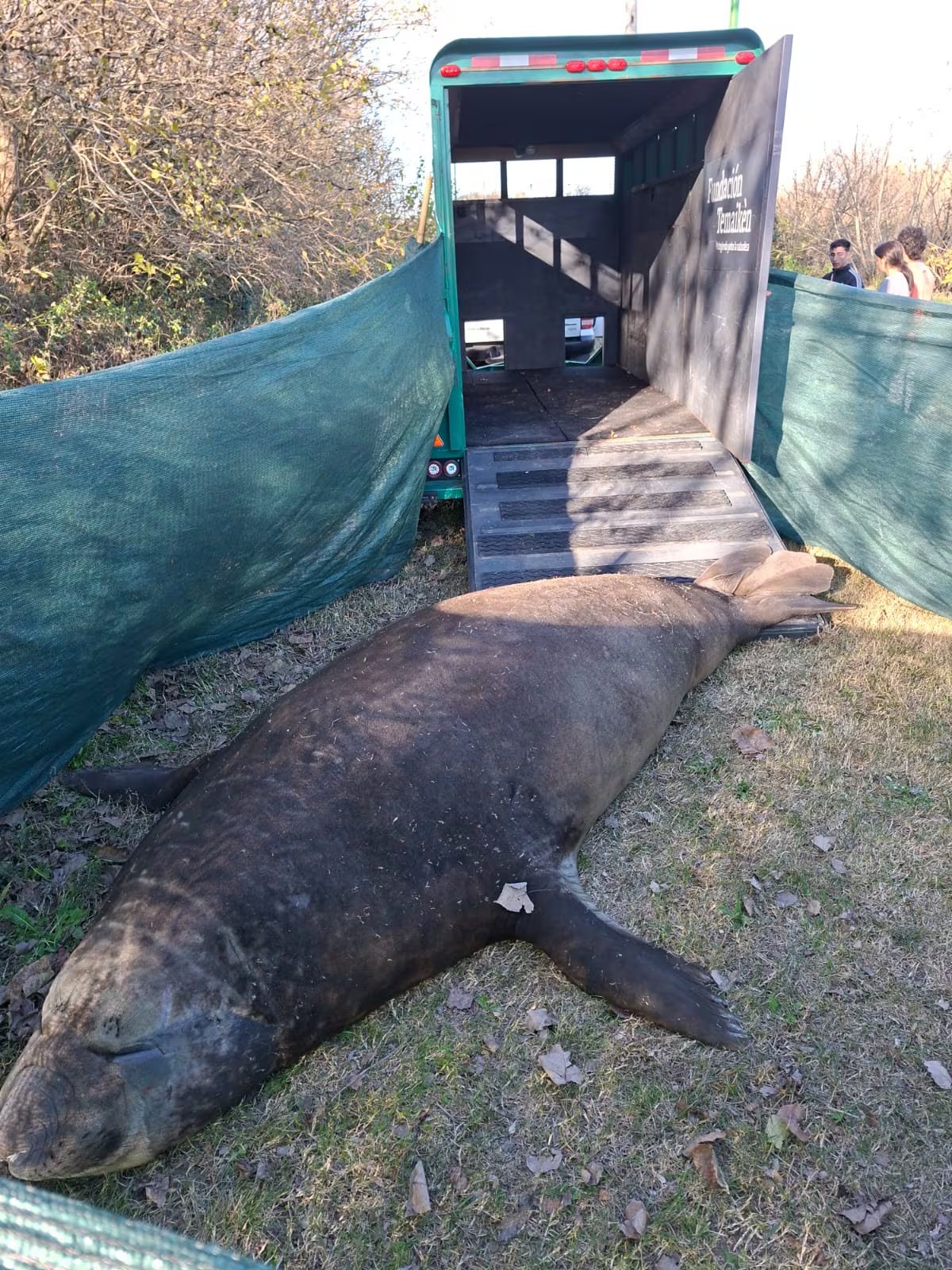 Los especialistas de la Red de Rescate de Fauna Marina aplicaron una estrategia de espera activa para evitar el estrés del animal