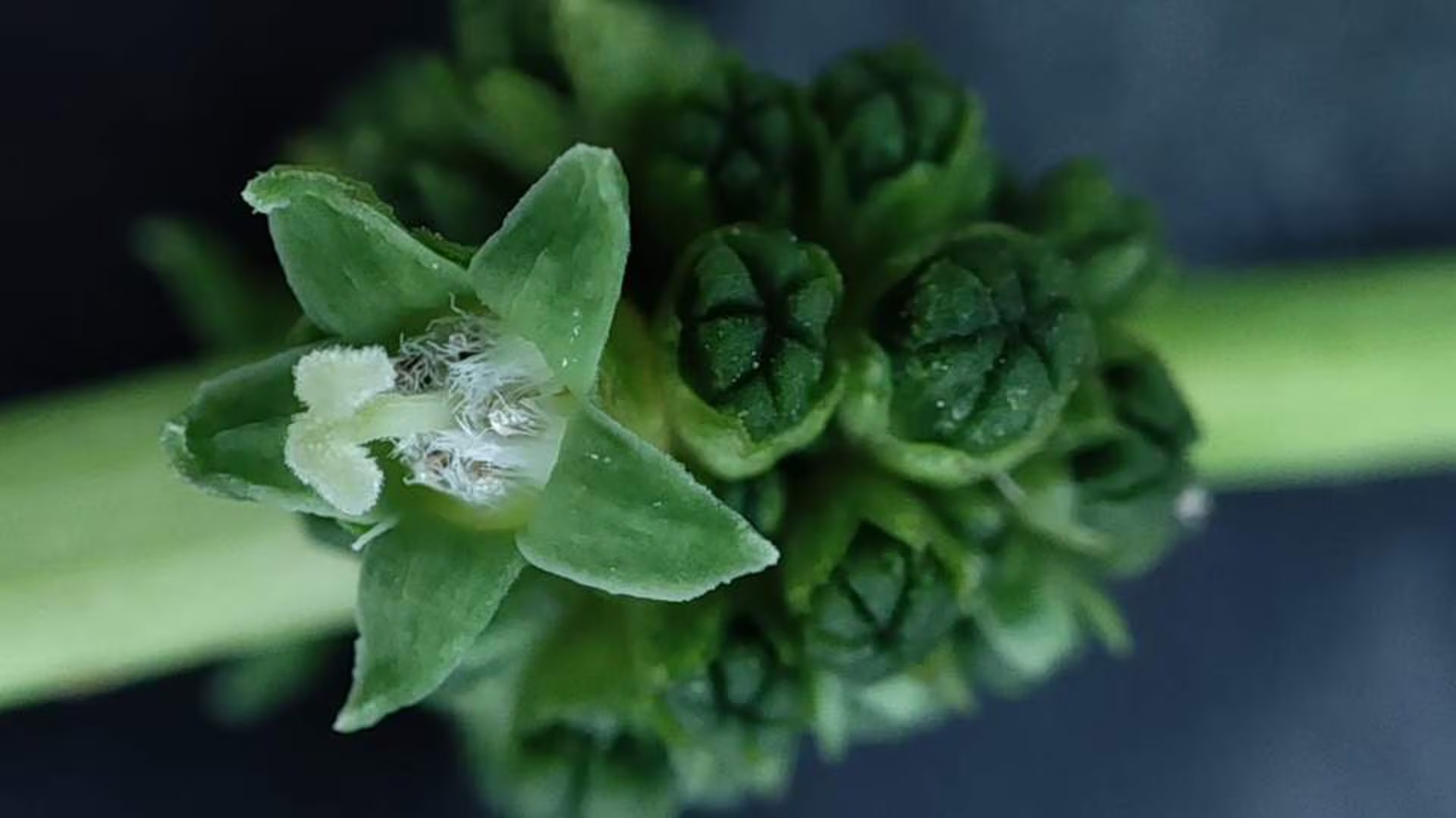 Psychotria viridis, un pariente del café originario de la selva amazónica, es una fuente natural de DMT, el psicodélico utilizado en la ayahuasca (Instituto Weizmann)