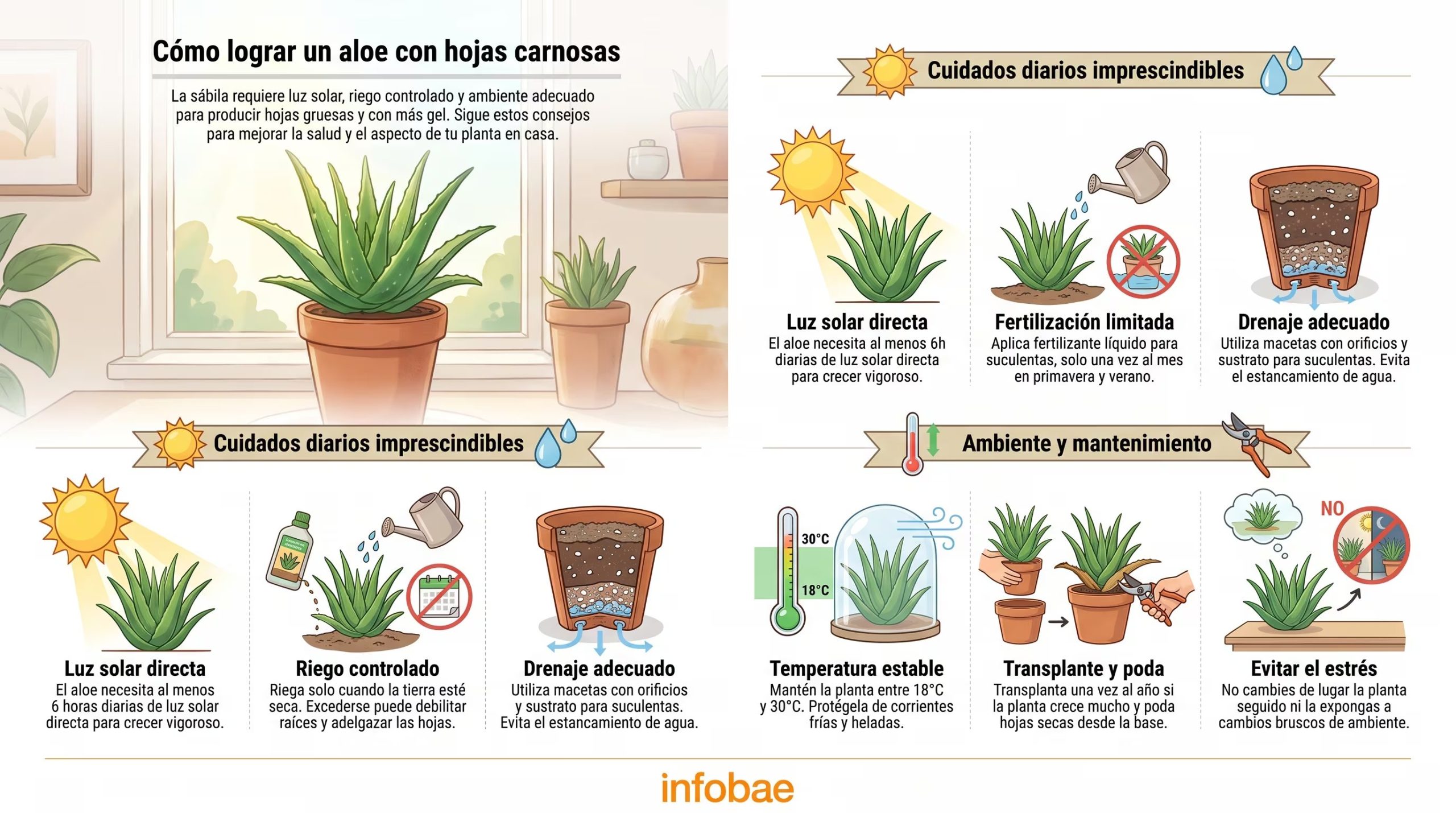 Una infografía de Infobae detalla los cuidados esenciales para lograr que las hojas de aloe vera crezcan carnosas y llenas de gel. (Imagen Ilustrativa Infobae)