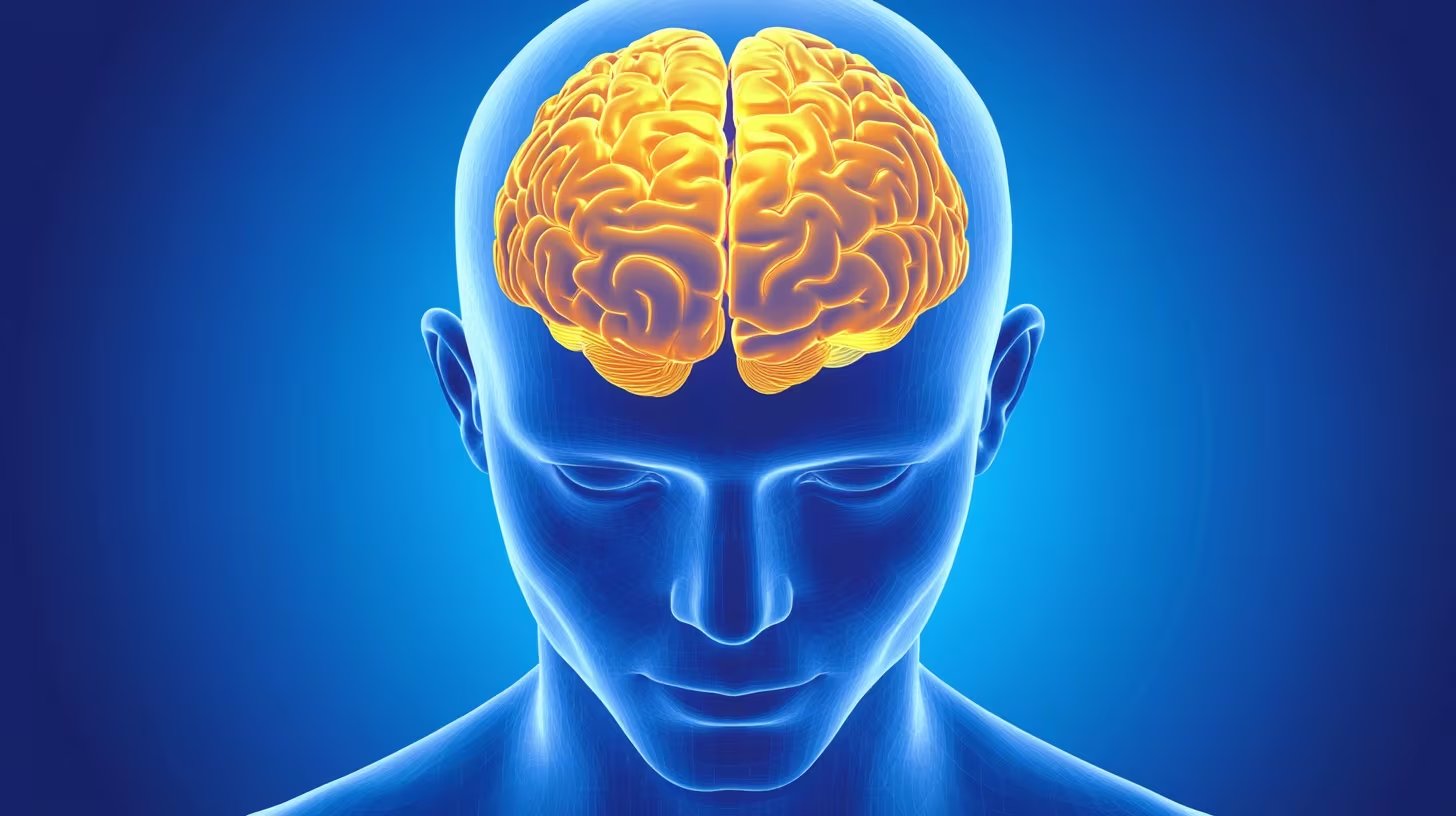 La actividad neuronal permite anticipar la estructura completa de una oración (Imagen Ilustrativa Infobae)