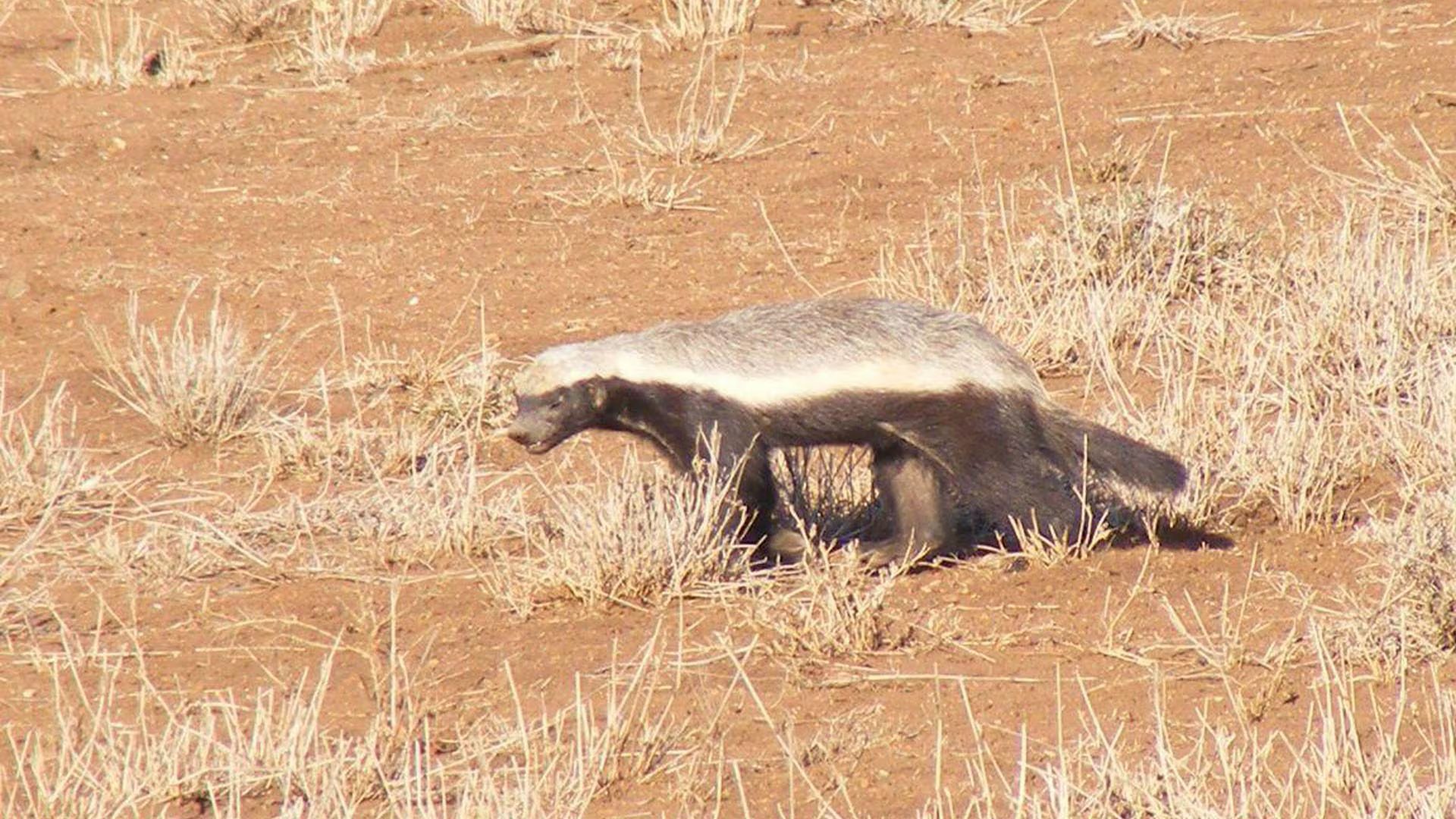 La piel gruesa, flexible y resistente del tejón de miel le permite girar dentro de su propio cuerpo y responder cuando una serpiente o un depredador lo atrapa (Grosby)