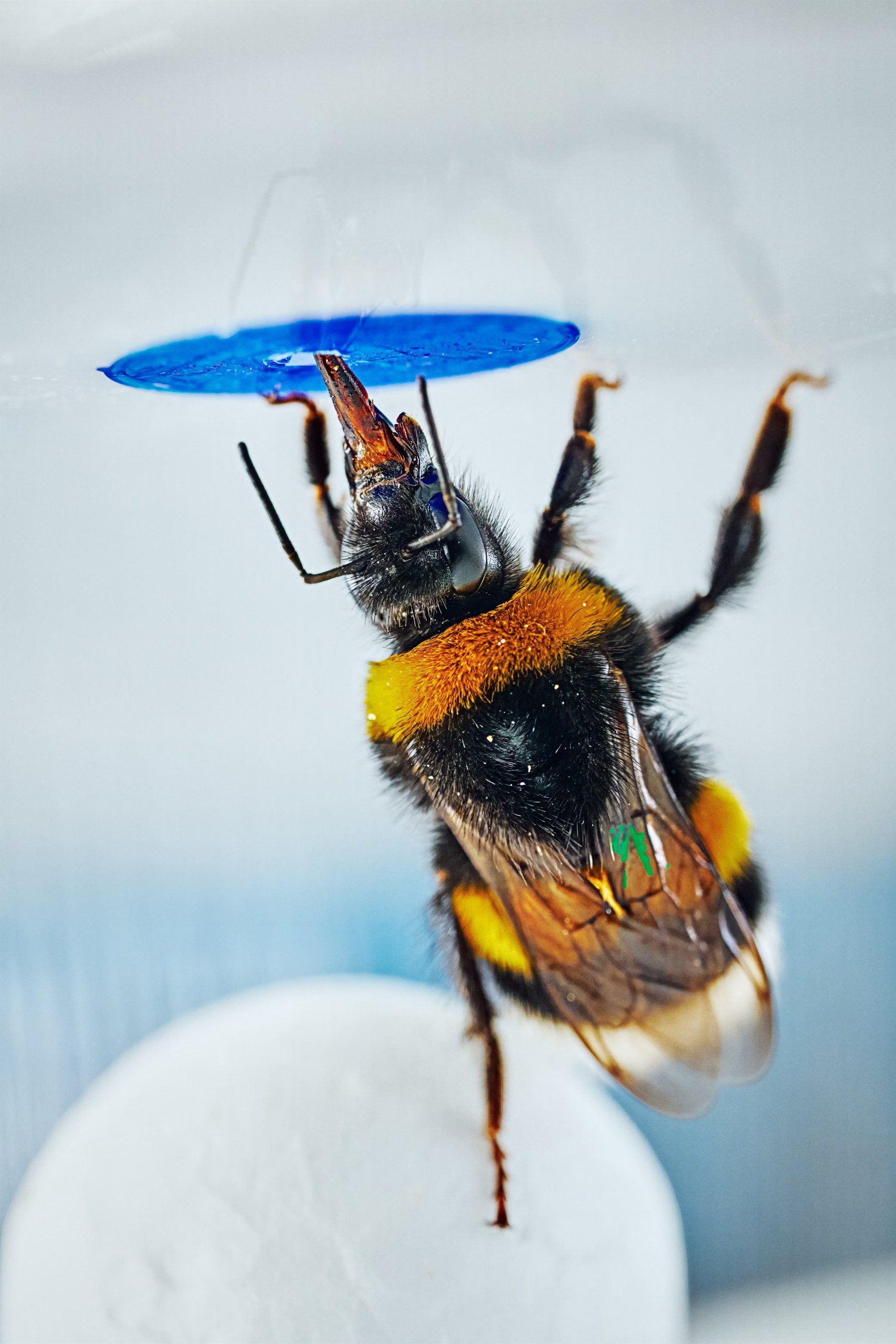 Los insectos enfrentaron un desafío novedoso, nunca antes tuvieron experiencias previas con la utilización de objetos como herramienta en su aprendizaje (Mikko Törmänen)
