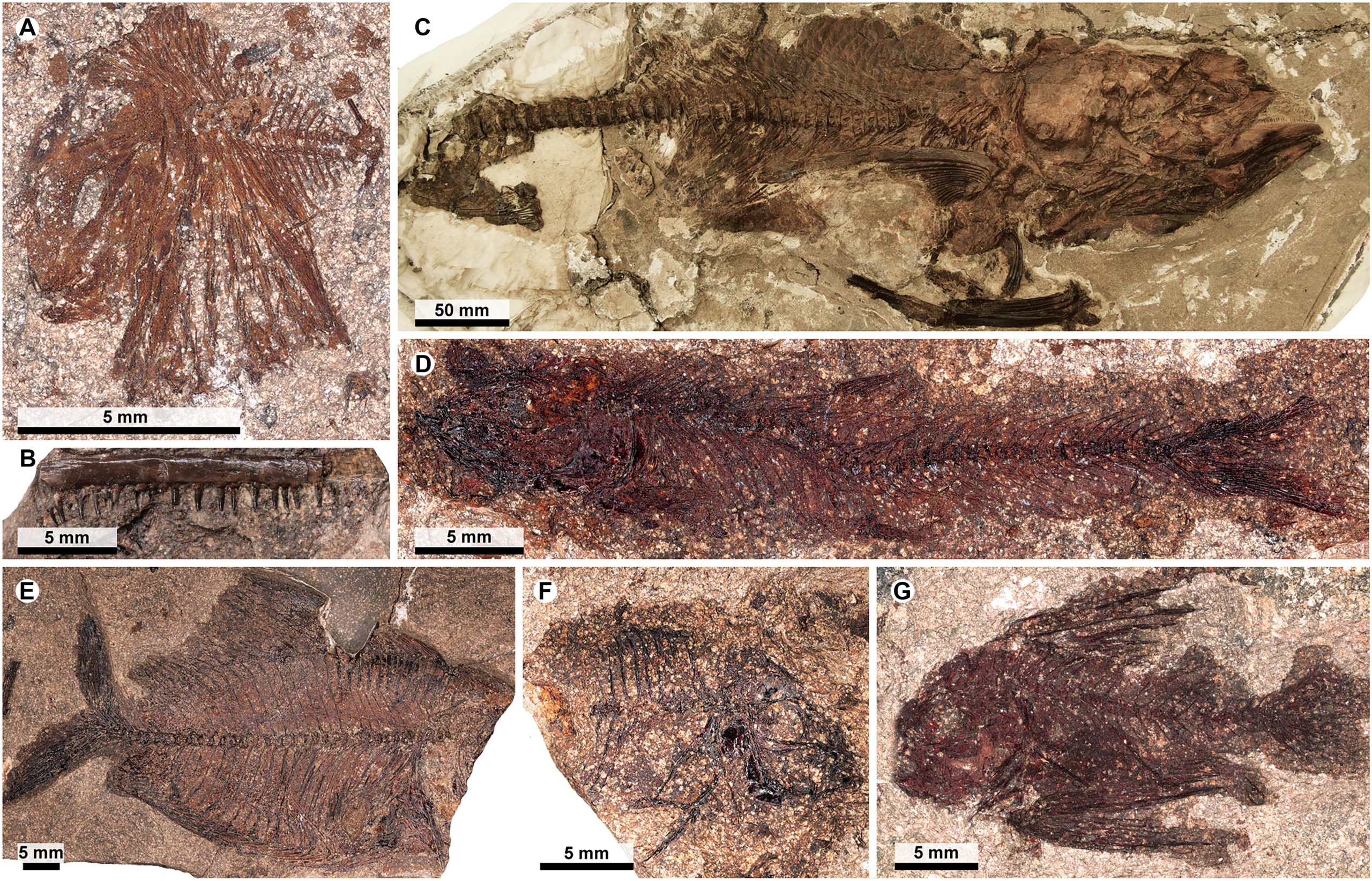 Algunos de los peces fósiles encontrados en el yacimiento Qreiya 3. (El-Sayed et al./Science Advances)