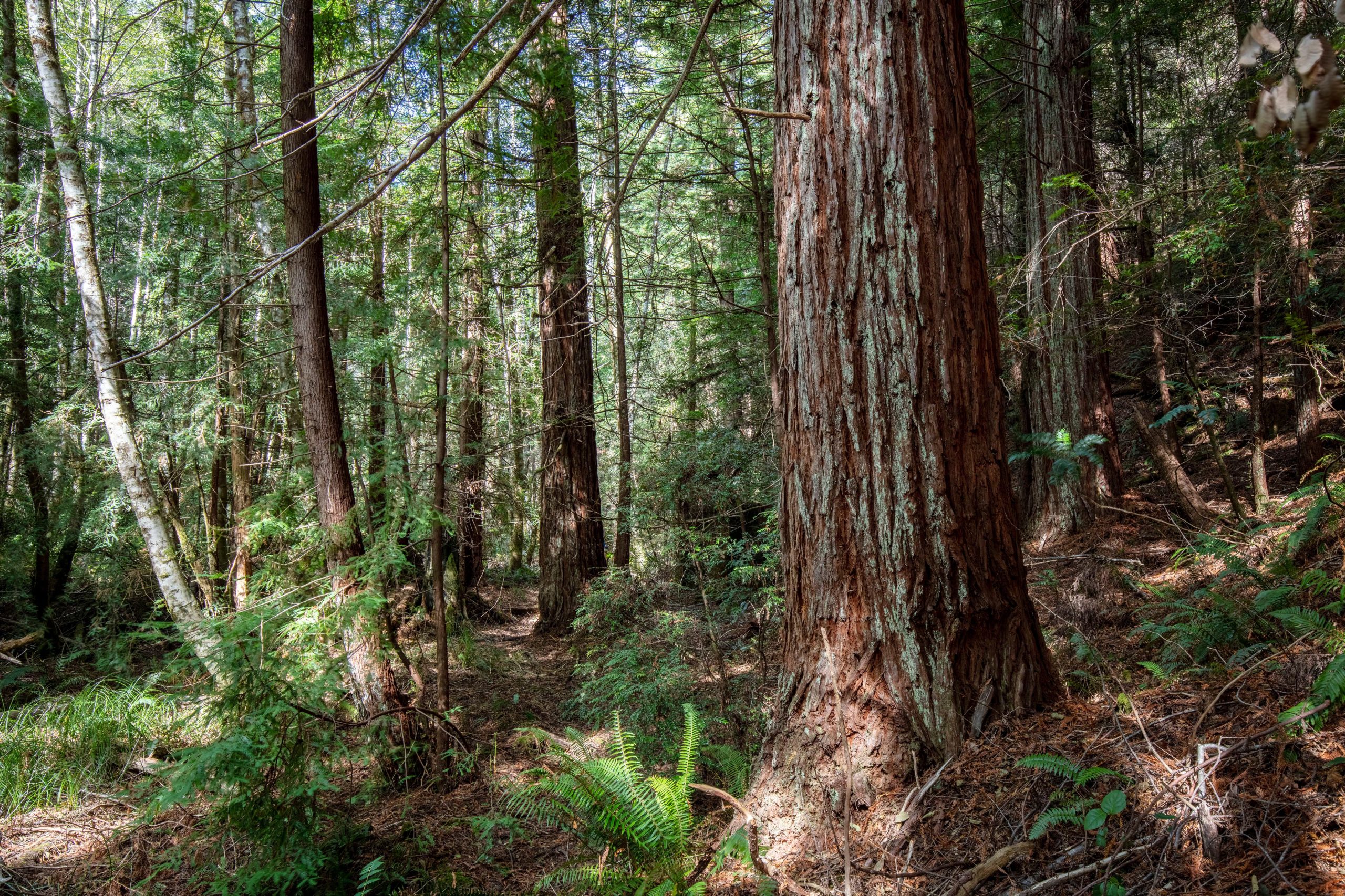 Las secuoyas pueden rebrotar desde tocones y crecer en climas húmedos, la niebla del Pacífico es clave para su supervivencia y desarrollo (Max Forster/Save the Redwoods League via AP)