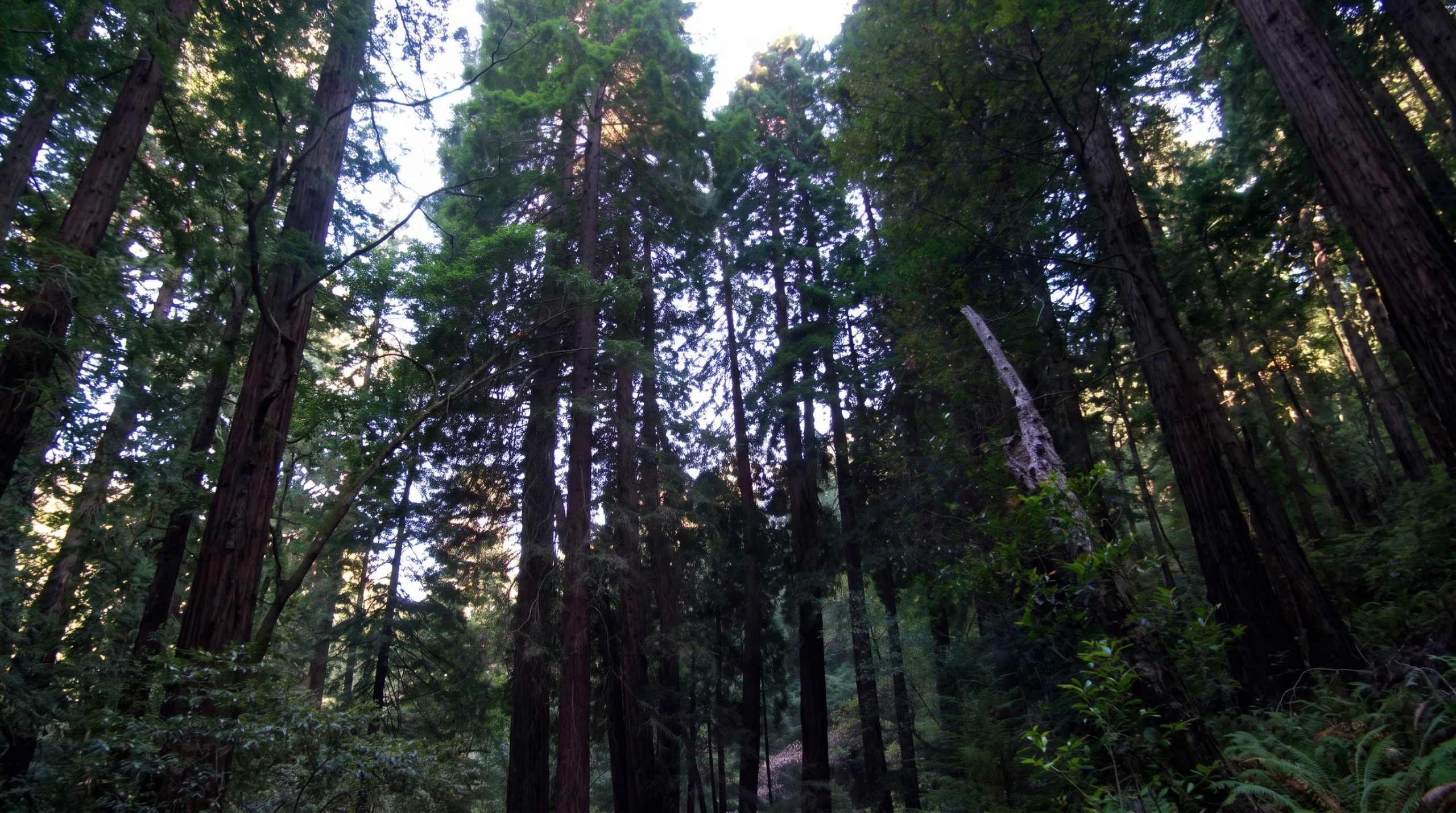 Restaurar bosques implica eliminar infraestructuras y reducir árboles jóvenes, las quemas controladas ayudan a evitar incendios destructivos (Imagen Ilustrativa Infobae)