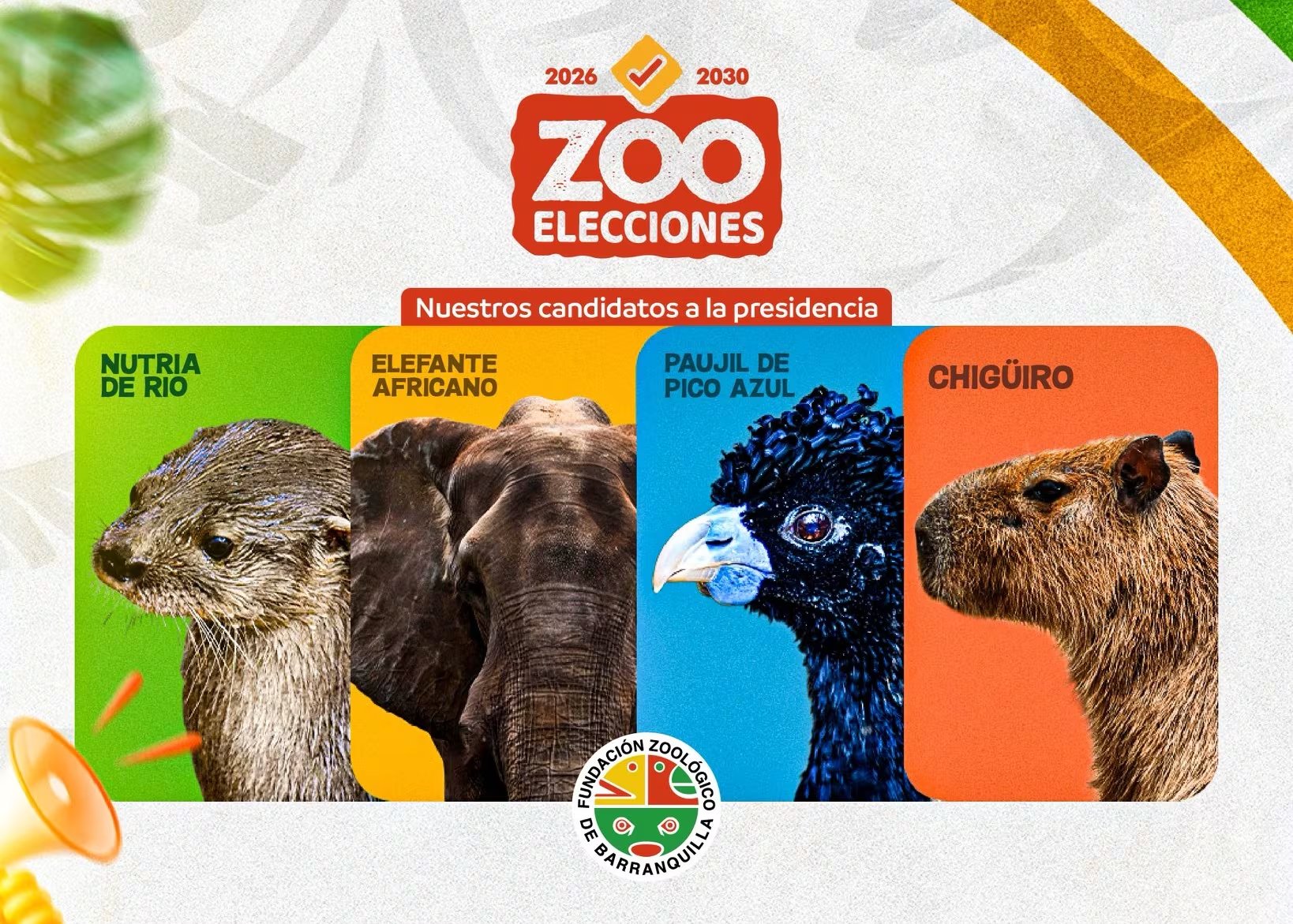 Chigüiro, nutria de río, elefante africano y paujil de pico azul participaron en las Zooelecciones promoviendo mensajes de conservación. - crédito @zoobaq/X