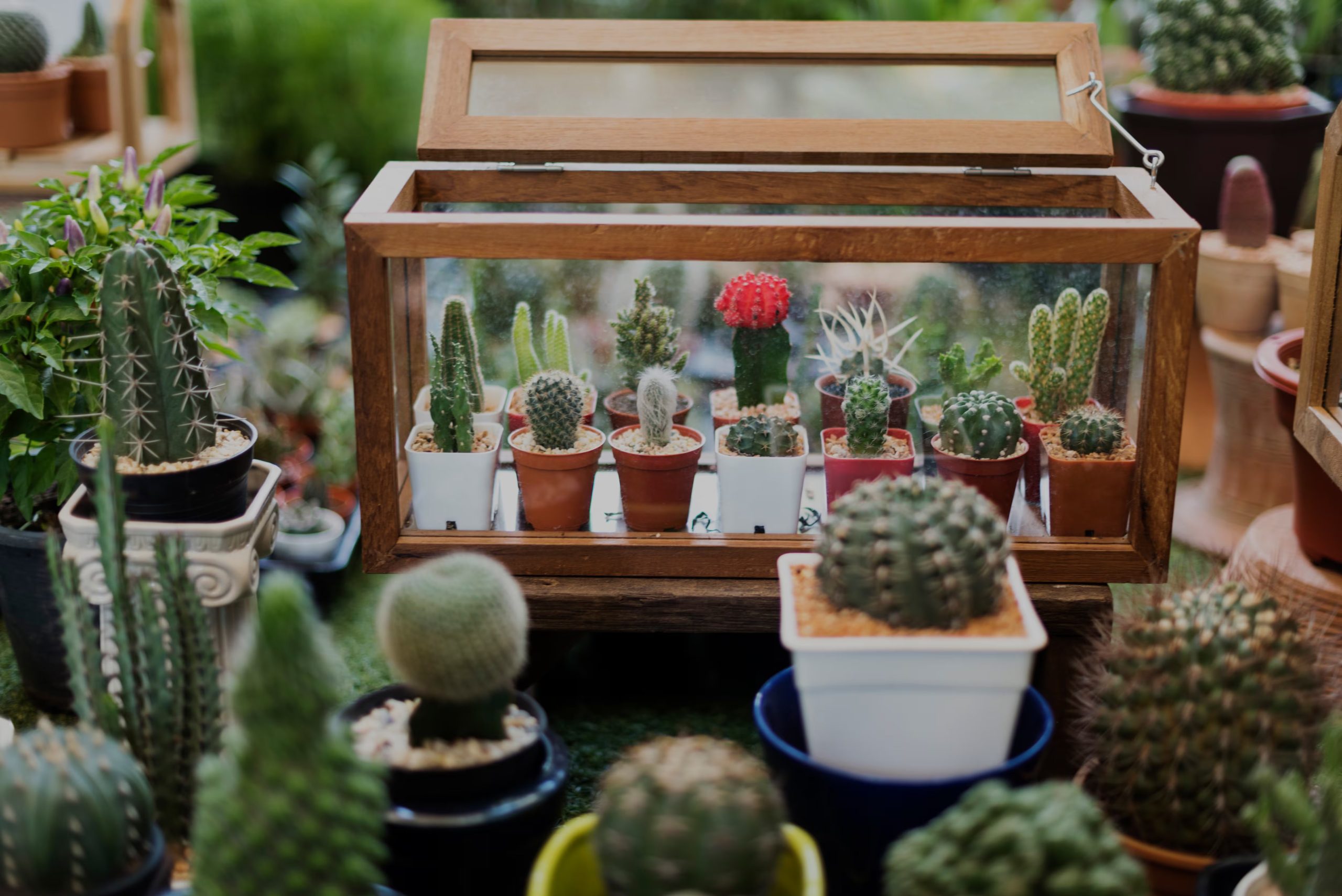 Colección de cactus en Lanzarote. (Freepik)