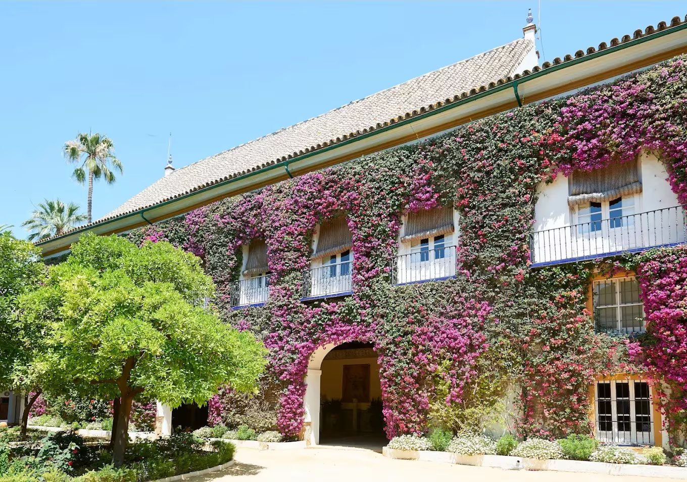 La fachada del Palacio de las Dueñas en Sevilla se embellece con una profusión de buganvillas moradas, mostrando su arquitectura y elementos históricos bajo el sol andaluz.