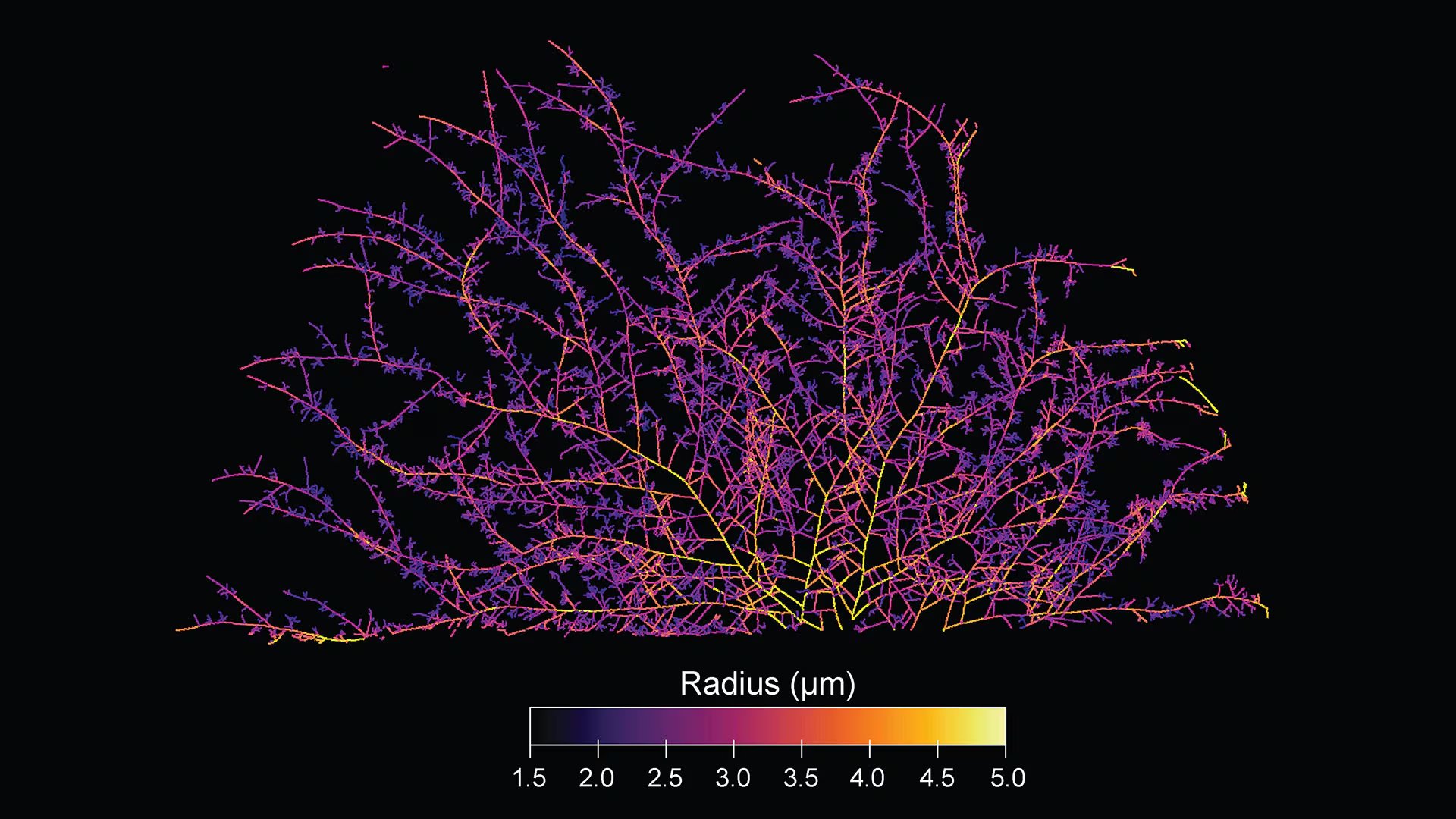Las hifas de los hongos micorrízicos arbusculares actúan como tuberías vivas que conectan plantas, transportan nutrientes y ayudan a regular el clima./ Corentin Bisot - VU Ámsterdam, AMOLF Justin Stewart - SPUN