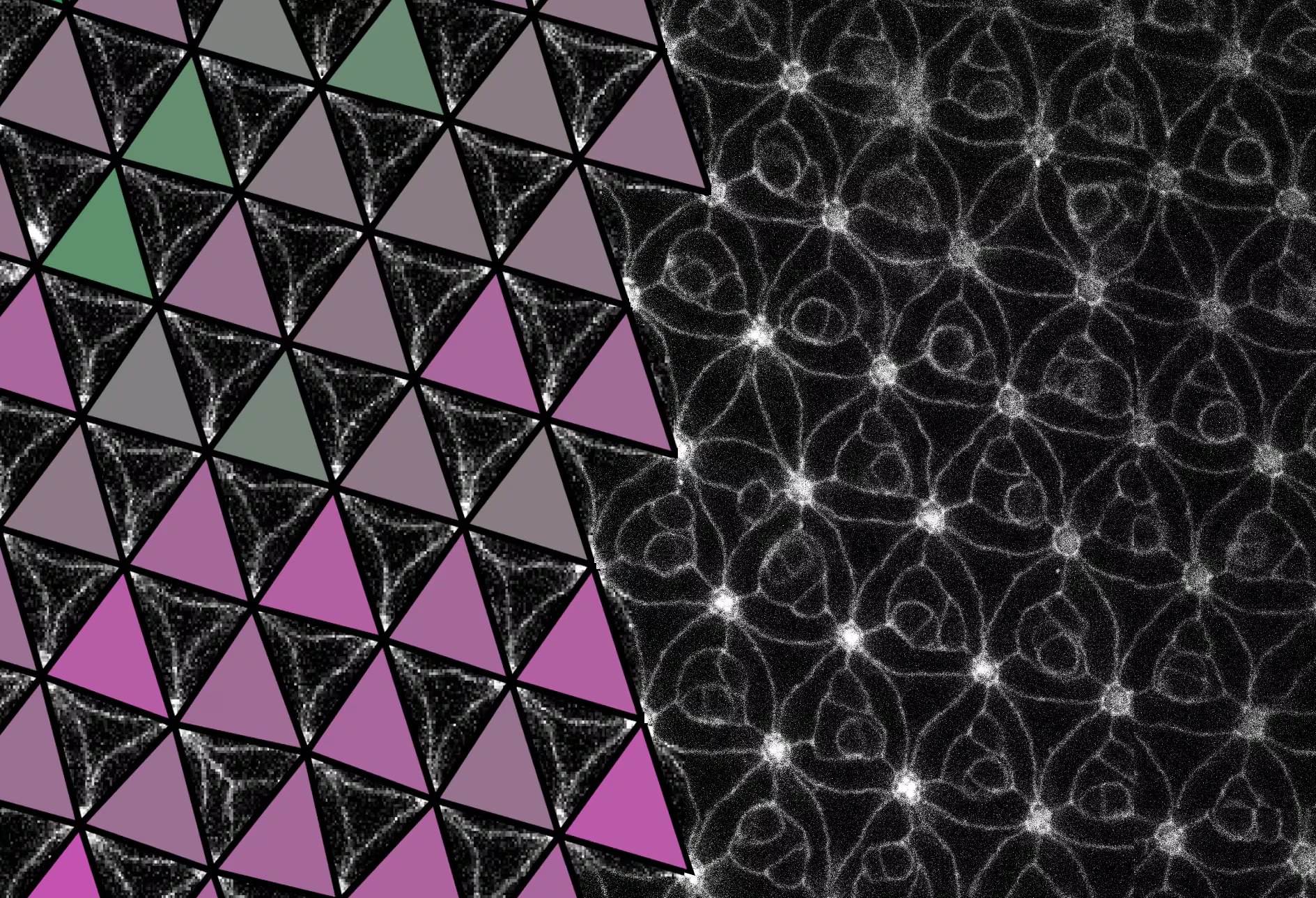 En el estadio de pupa, las células que forman la retina de Drosophila forman una malla triangular (Universidad de Sevilla)