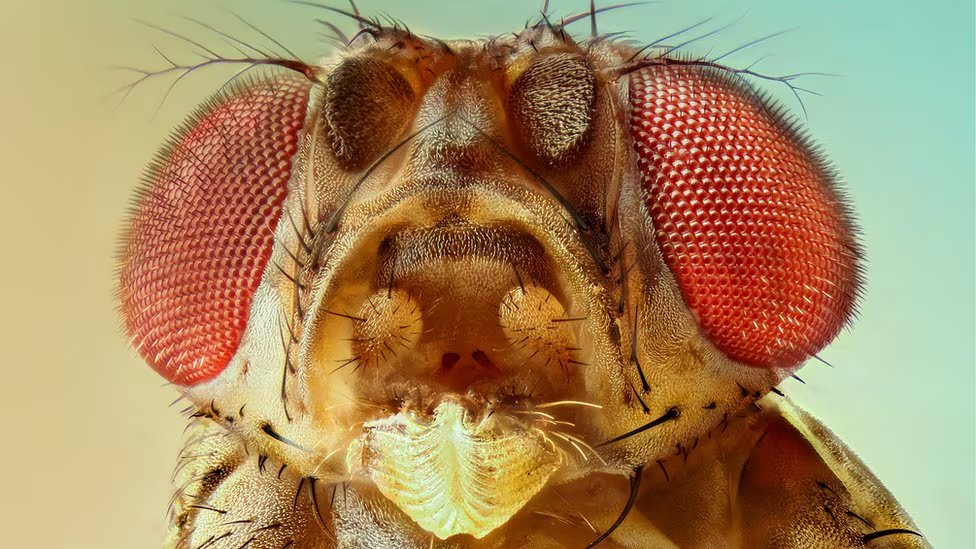 Una mosca de la fruta en primer plano
