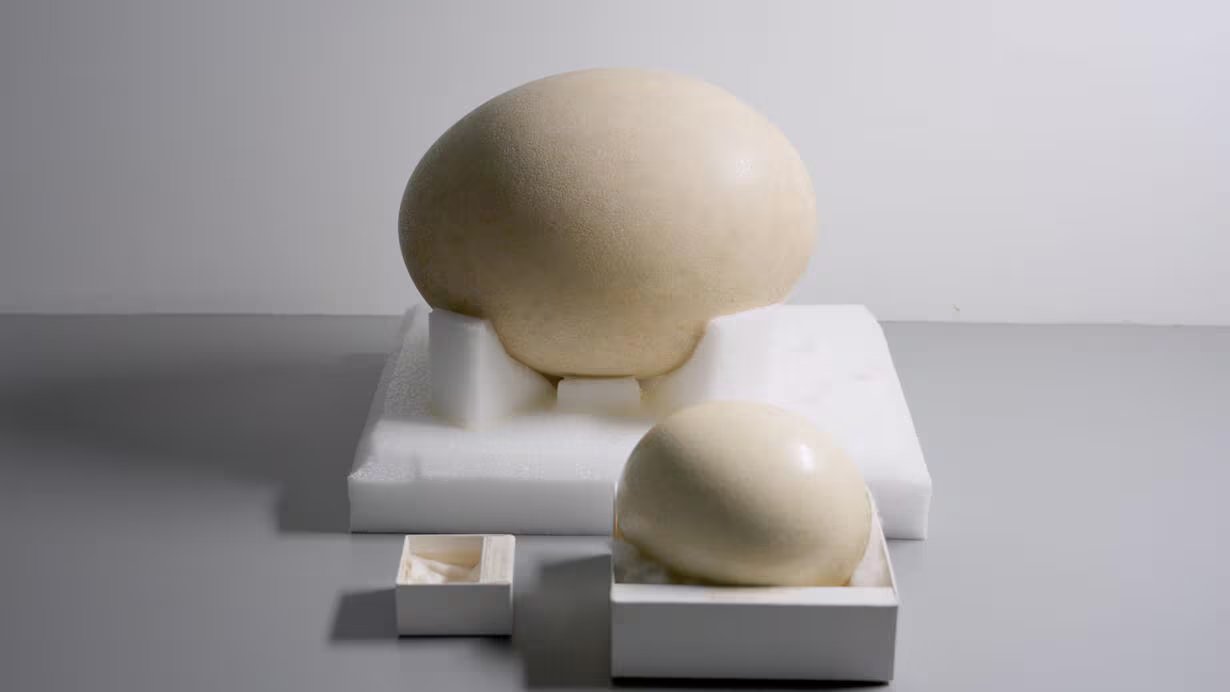Los huevos de la Colección Ornitológica del Museo, pertenecientes a un ave elefante (atrás), un avestruz (adelante a la derecha) y un colibrí (adelante a la izquierda, en el recuadro), muestran la variedad de tamaños de los huevos de aves. Las aves elefante ( Aepyornis maximus ), que se creía extintas hace unos 1000 años en Madagascar, podían alcanzar más de 2,7 metros de altura y pesar más de 900 kilogramos. (Lisa Rifkind/AMNH)