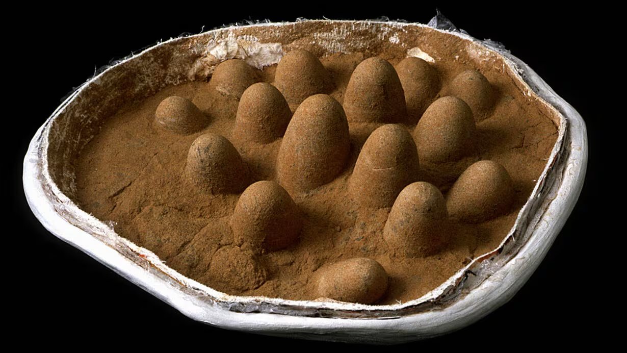 Nidada fósil encontrada en el desierto de Gobi de un troodóntido, un tipo de dinosaurio terópodo parecido a un ave del tamaño aproximado de un emú. Sus huevos tenían aproximadamente la mitad del tamaño que tendrían en un ave de tamaño equivalente (Mick Ellison/AMNH)