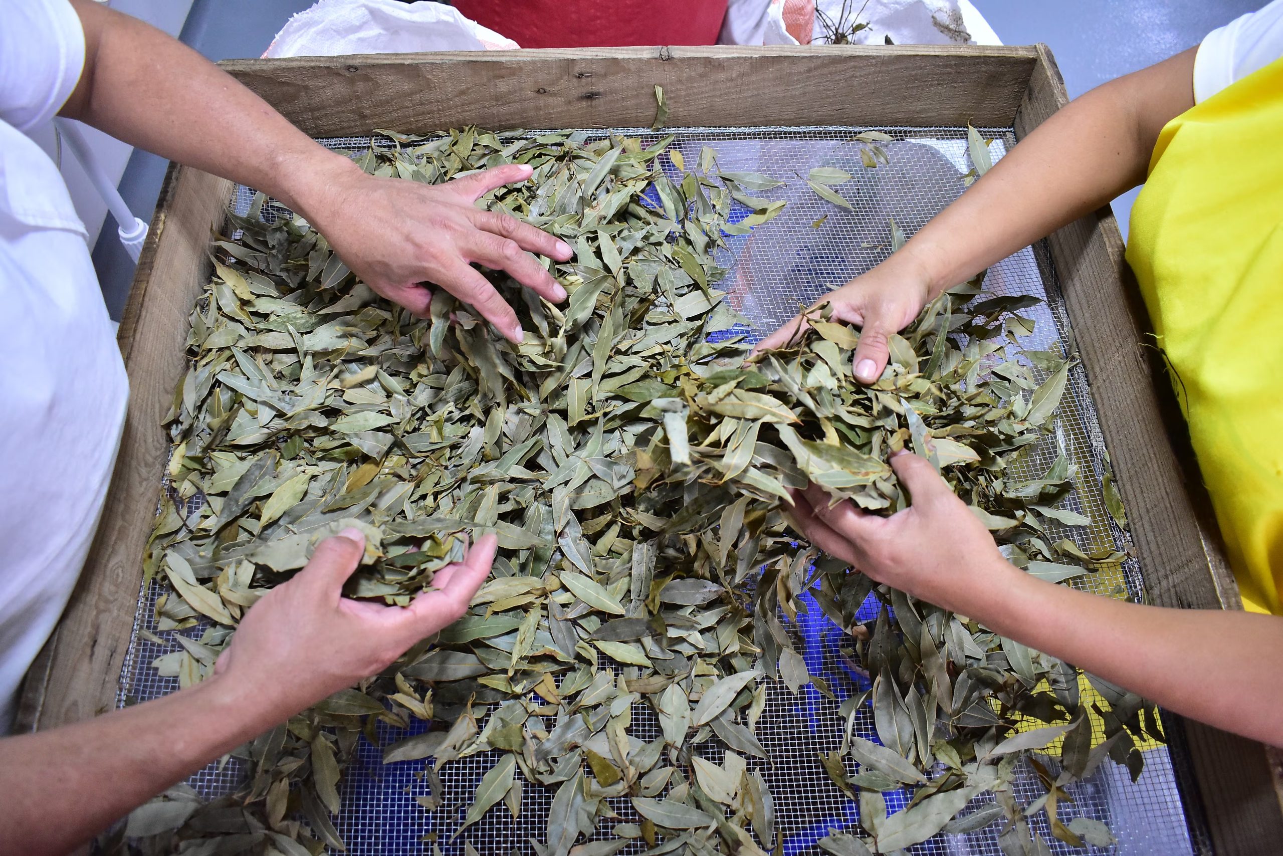 Sus colaboradores reparten cuidadosamente las porciones que irán en cada empaque que son repartidos a las aproximados 400 puntos que adquieren Productos La Canasta. Foto Infobae Centroamérica/Emerson Del Cid