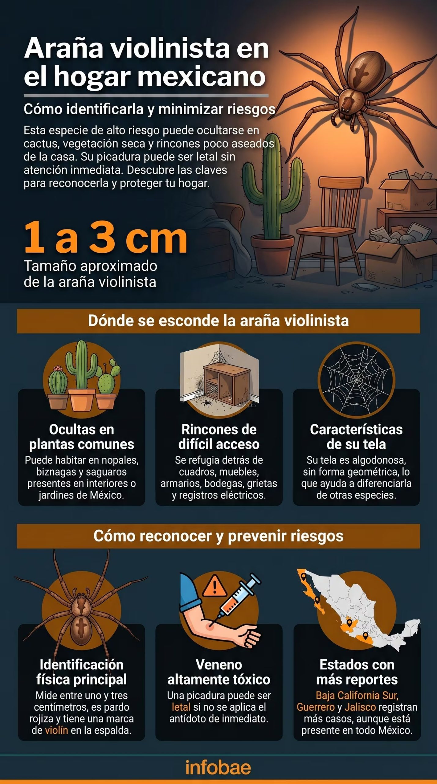 Infografía detallada sobre la araña violinista Loxosceles en hogares mexicanos, mostrando sus características, hábitat, riesgos de picadura y consejos de prevención para proteger a las familias. (Imagen Ilustrativa Infobae)