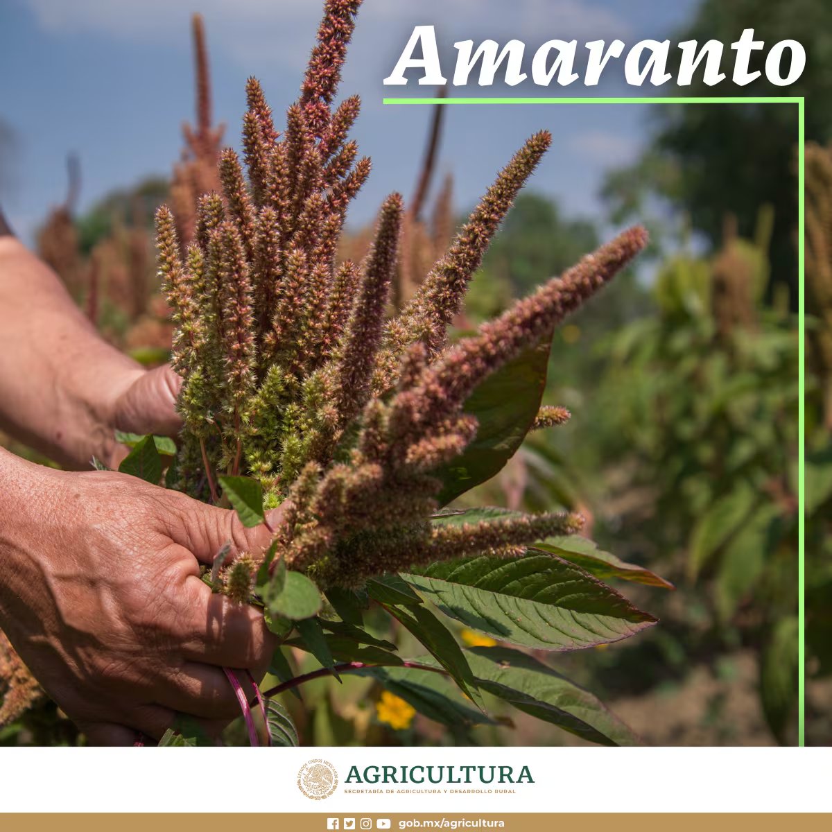 Manos recolectan tallos de amaranto con sus inflorescencias en un campo de cultivo. (Secretaría de Agricultura)