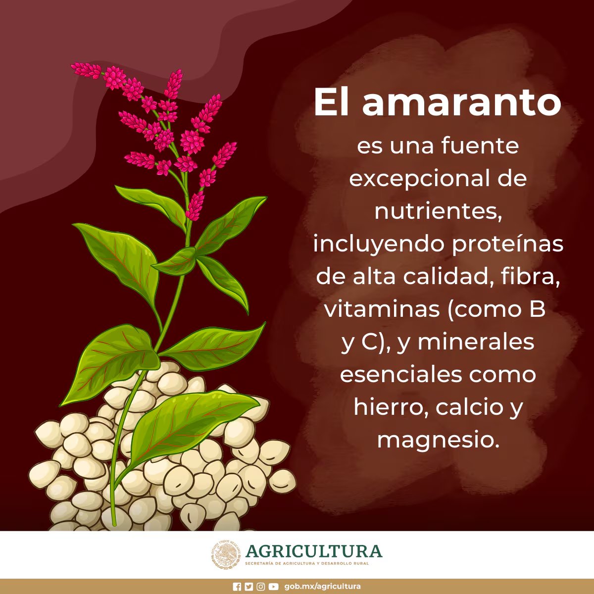 Una infografía de la Secretaría de Agricultura y Desarrollo Rural de México detalla las propiedades nutricionales del amaranto e indica su contenido de proteínas, fibra y minerales. (Secretaría de Agricultura)