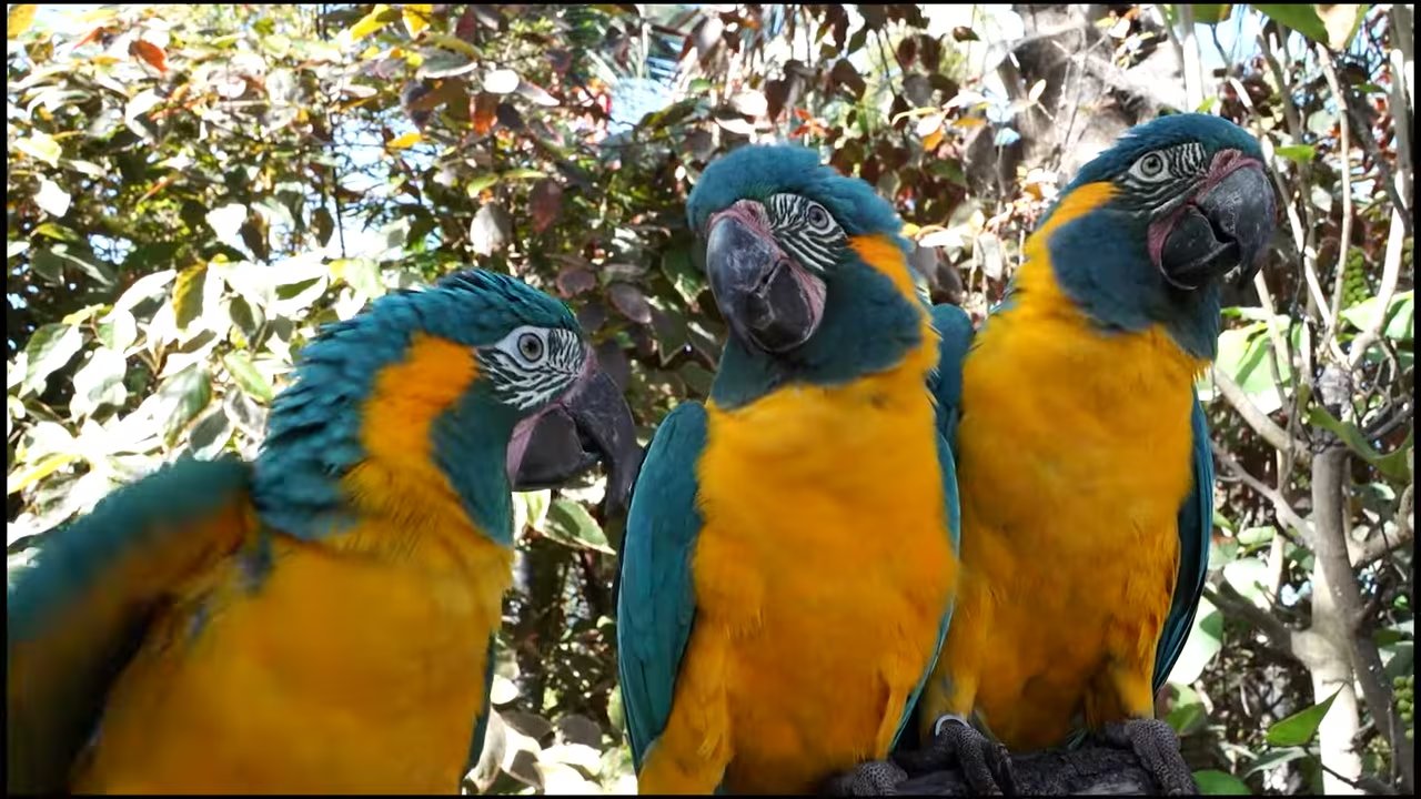 Aves Argentinas impulsa un programa de conservación para reintroducir la guacamaya de alas azules en Misiones con apoyo de instituciones de la Argentina y Brasil 
