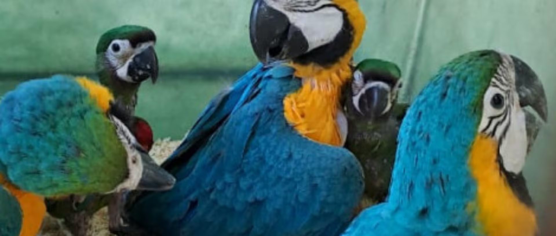 En diciembre de 2025 nació en libertad en Misiones el primer pichón de guacamaya de alas azules en décadas, aunque sobrevivió solo un mes 