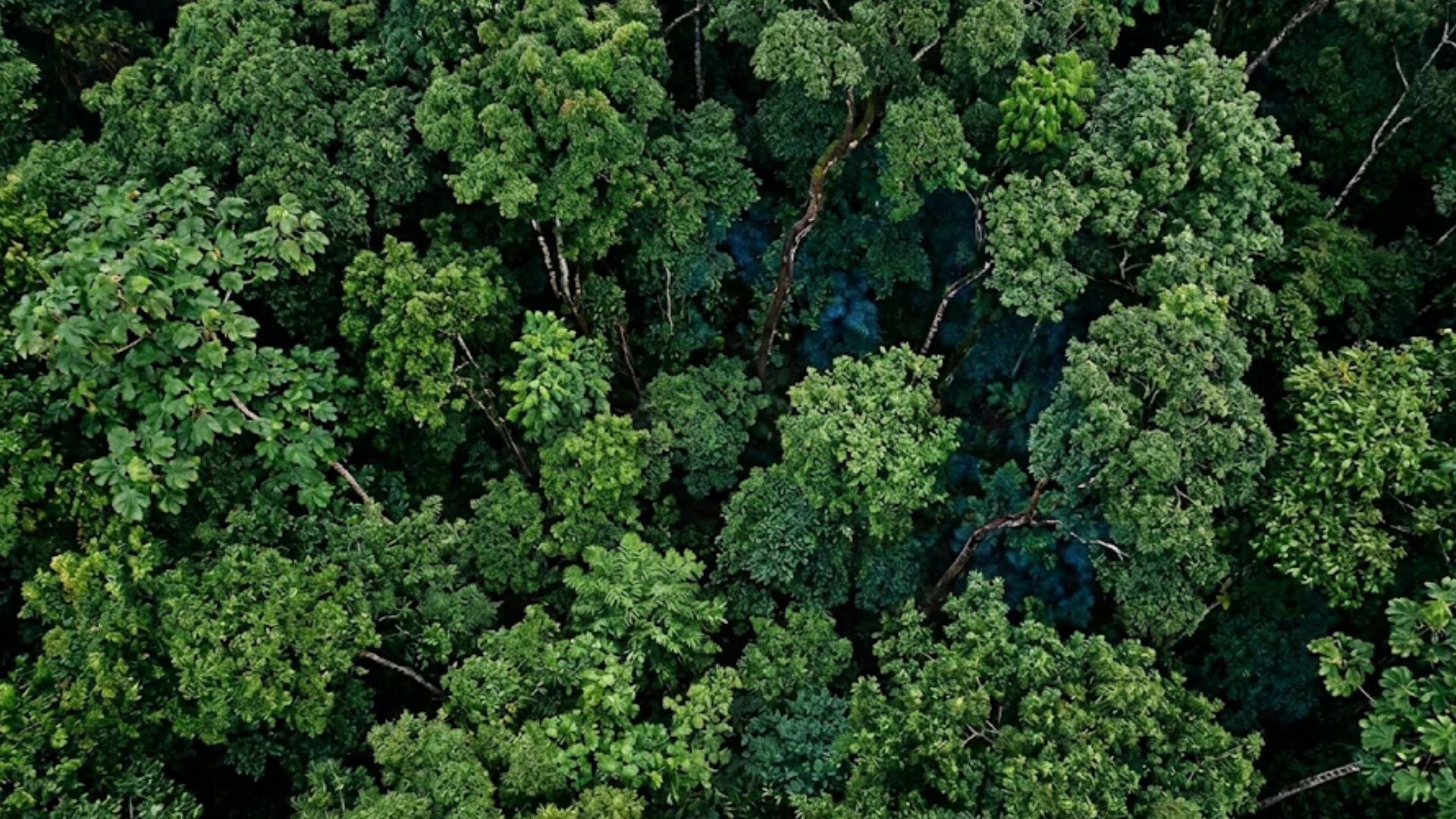 Las regiones tropicales soportan una presión mayor por la expansión agrícola de palma aceitera y coco, la alta biodiversidad y los menores rendimientos por superficie (Imagen Ilustrativa Infobae)