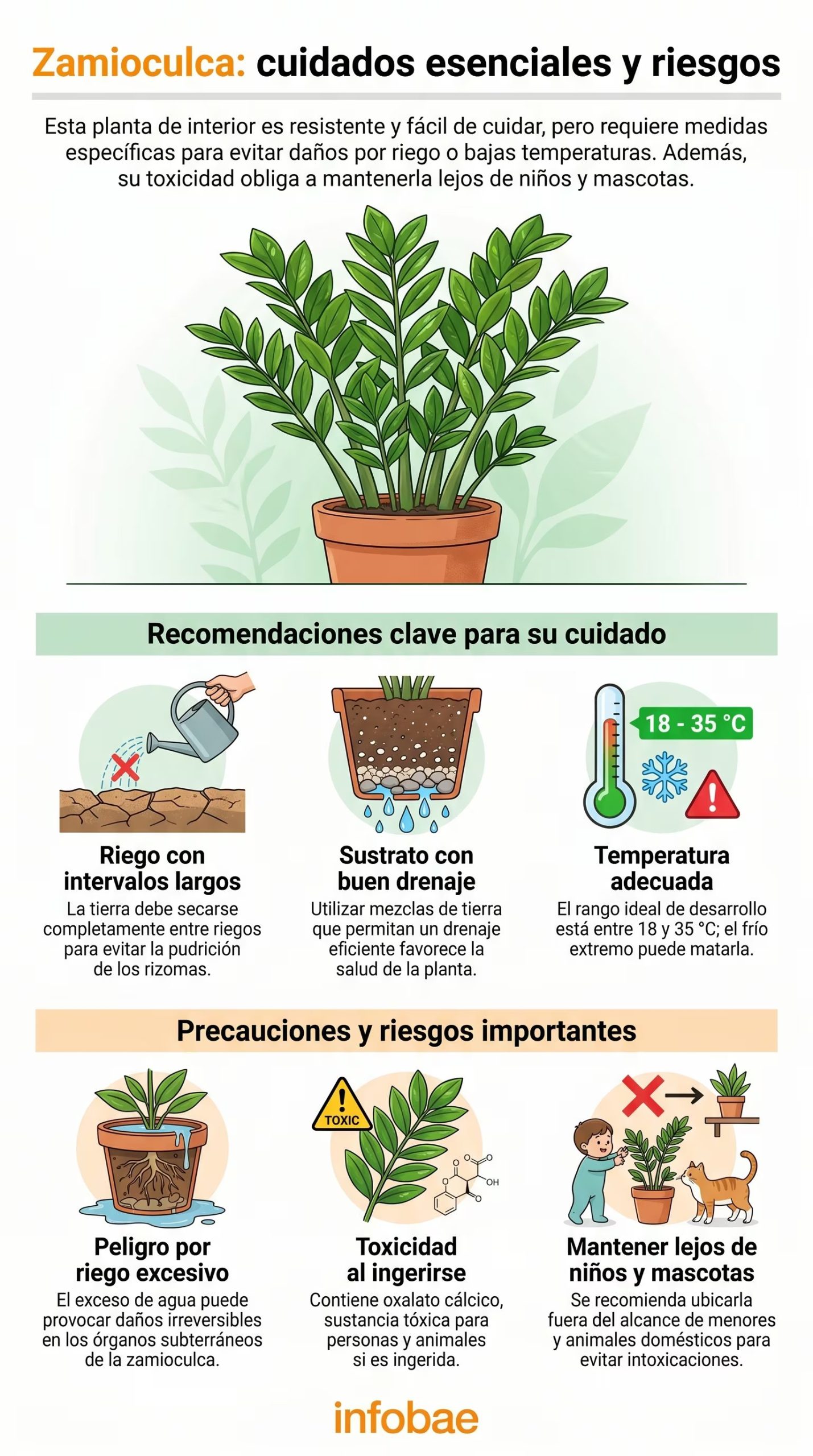 Este infográfico ilustra los cuidados esenciales para la zamioculca, incluyendo recomendaciones de riego, sustrato y temperatura, así como precauciones importantes sobre su toxicidad. (Imagen Ilustrativa Infobae)