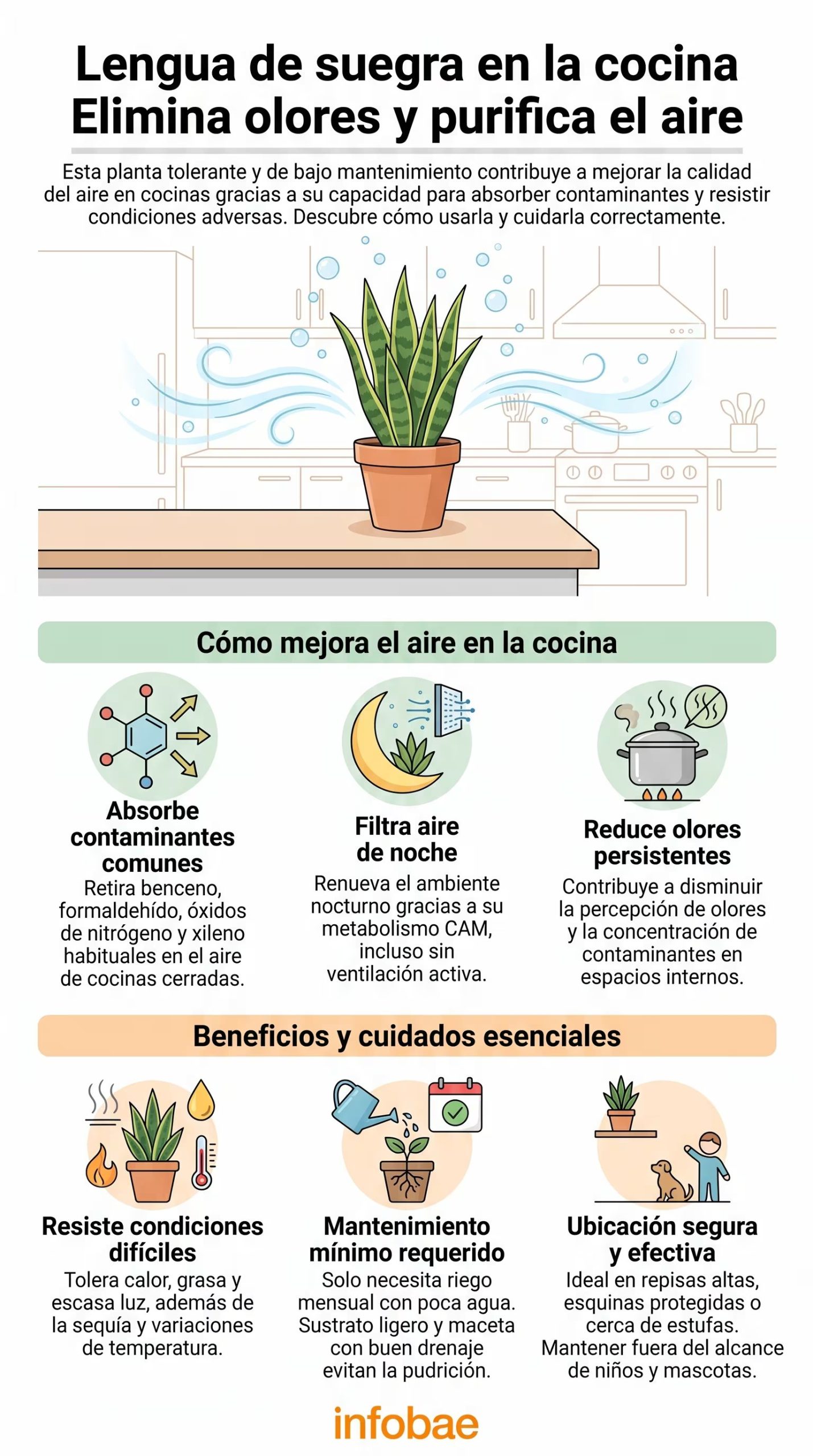 Beneficios de la planta Lengua de suegra para purificar el aire y reducir olores en la cocina. (Imagen Ilustrativa Infobae)