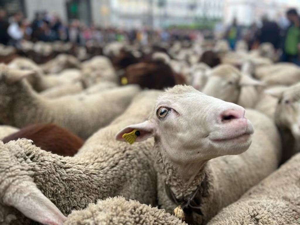 Las cabras acertaron cerca del 60% de las veces en la prueba, un resultado próximo al 63% registrado en perros domésticos (EUROPA PRESS)