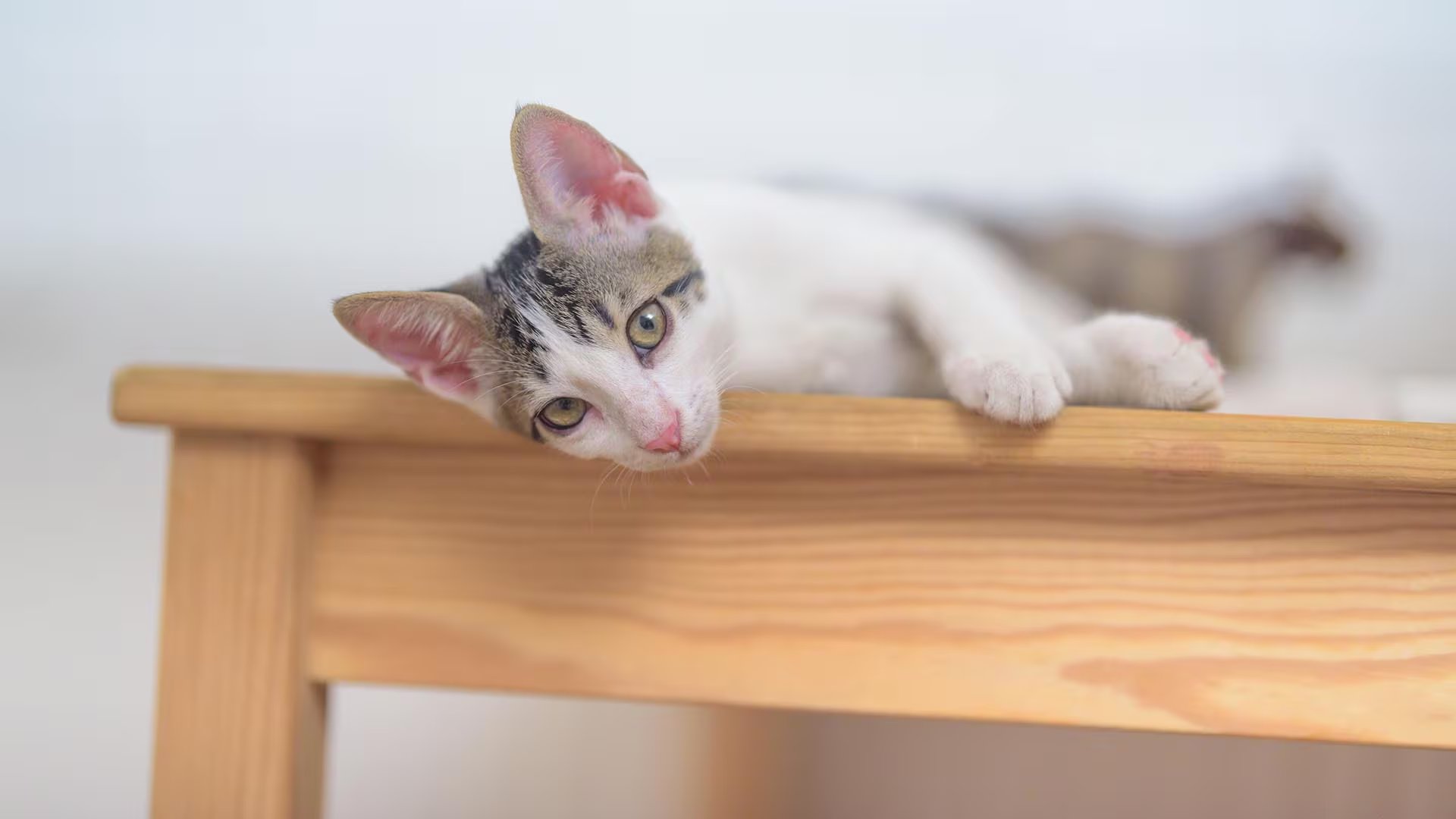La investigación sobre gatos y asma infantil fue publicada en Frontiers in Allergy y analizó a niños con diagnóstico confirmado de asma alérgica./Freepik
