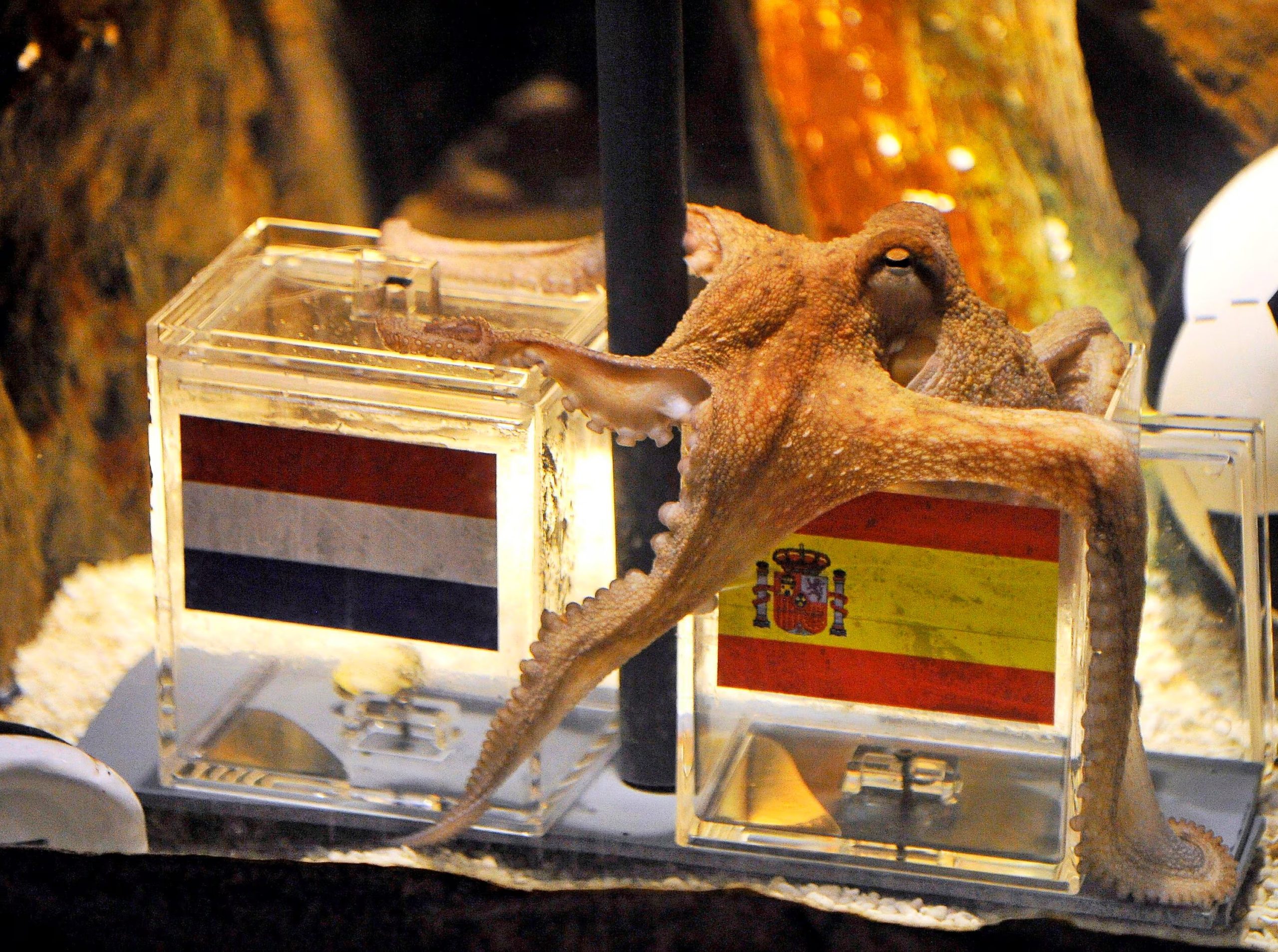 El pulpo Paul predecía una victoria de España en su pecera del acuario Sealife de Oberhausen, Alemania. EFE/ROLAND WEIHRAUCH/Archivo
