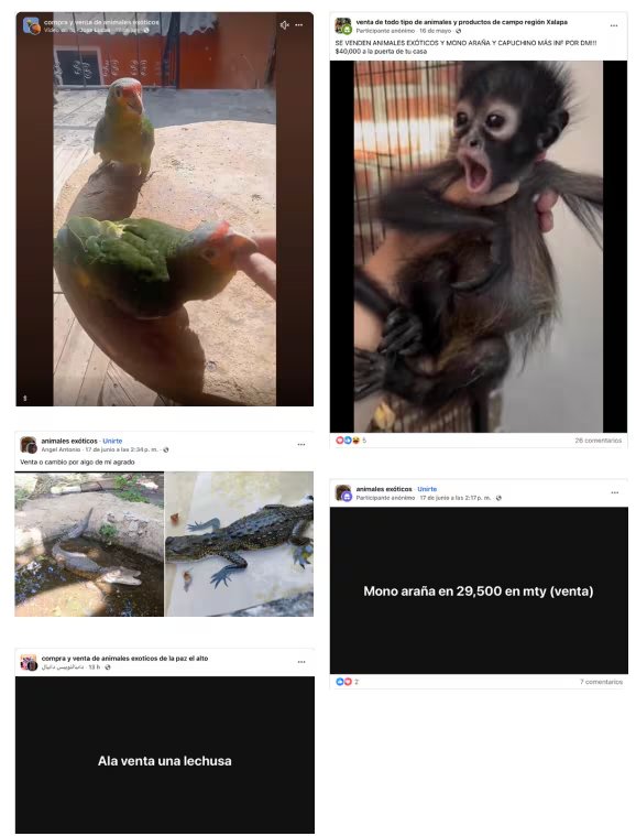 Guía para detectar y reportar la venta ilegal de vida silvestre en redes sociales y plataformas de comercio en línea de PROFEPA