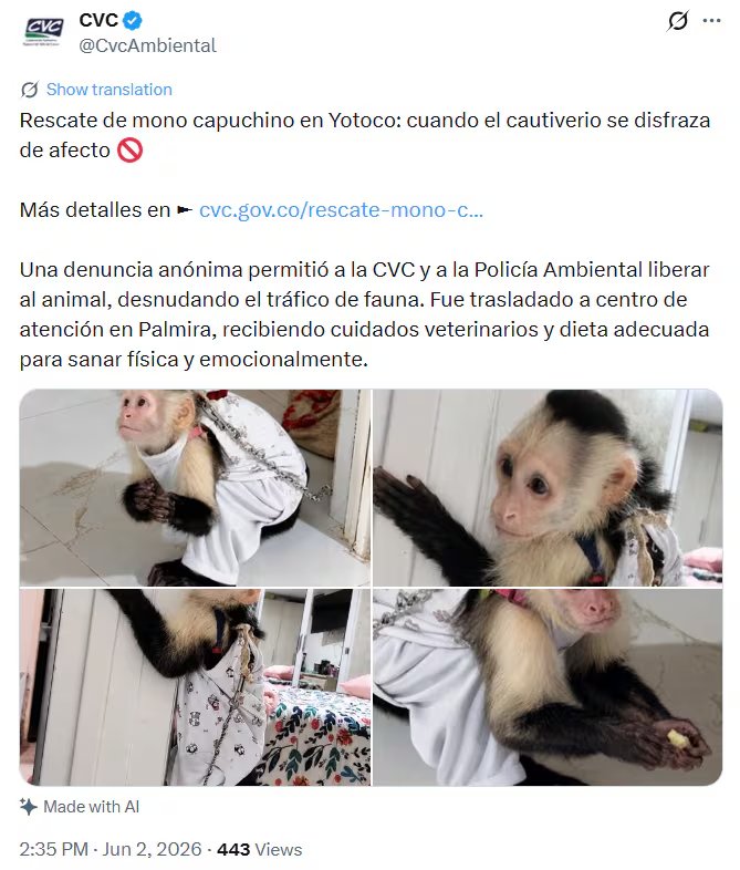 El mono capuchino rescatado en Yotoco permaneció encadenado durante más de tres años, siendo alimentado con productos inadecuados para su especie - crédito @CvcAmbiental / X
