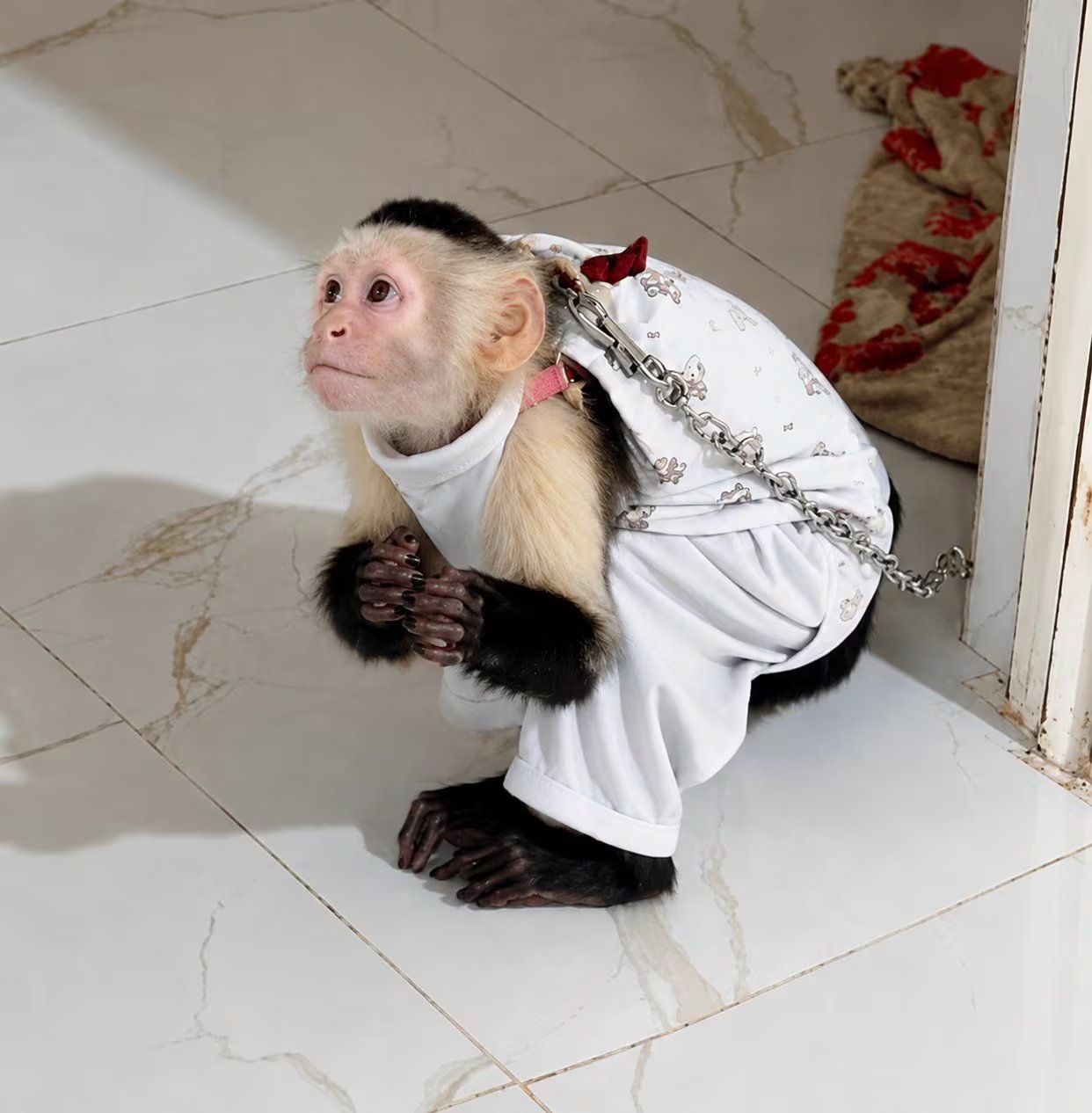 La CVC advierte que la tenencia ilegal de animales silvestres priva a las especies de sus comportamientos naturales y afecta su bienestar físico y emocional - crédito @CvcAmbiental / X