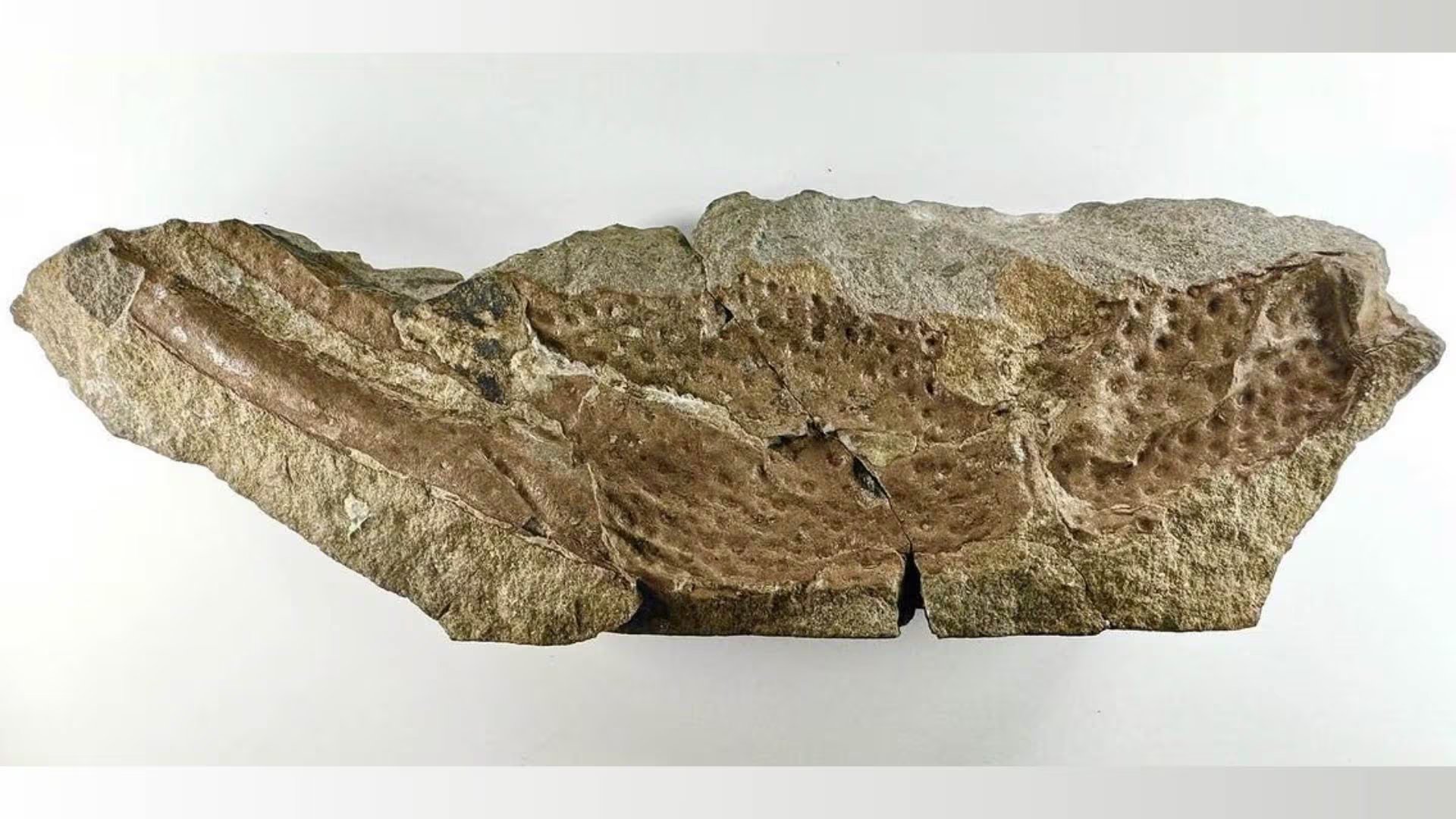El estudio de los restos del escorpión Praearcturus gigas modifica la comprensión del gigantismo en los artrópodos y plantea preguntas sobre los primeros grandes depredadores en tierra firme.
 (Natural History Museum)