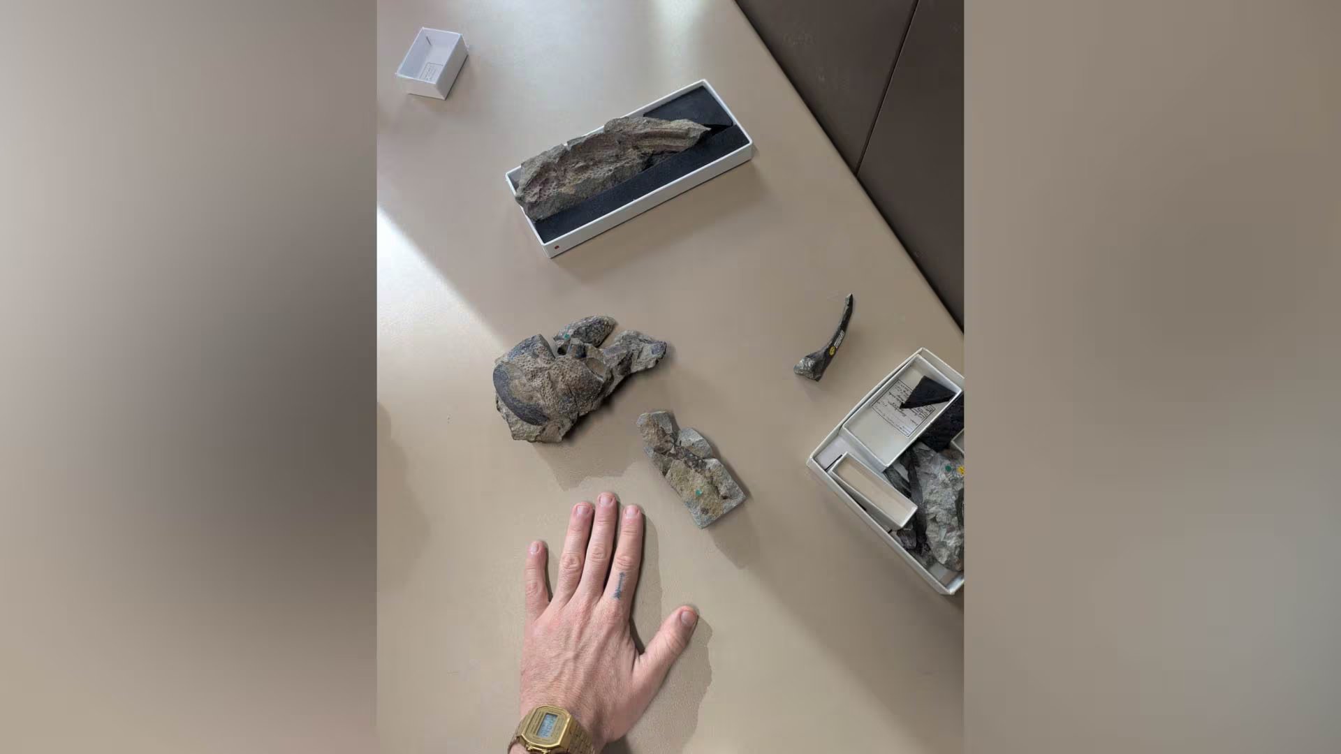 La investigación publicada en Palaeontology reunió fósiles de distintos museos y usó tomografía computada para resolver la clasificación de Praearcturus gigas
 (Natural History Museum)