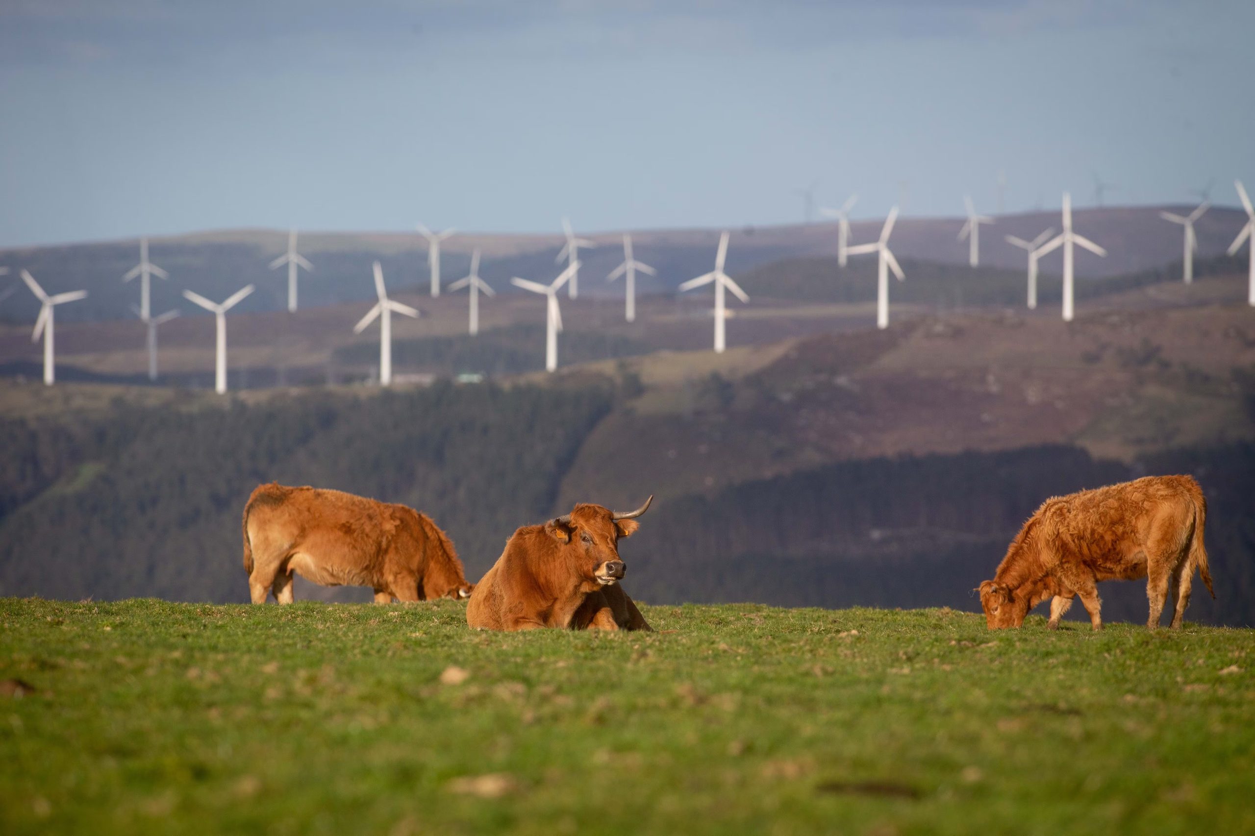 Varias vacas en el parque eólico de Vilachá, en Lugo. (Carlos Castro / Europa Press)