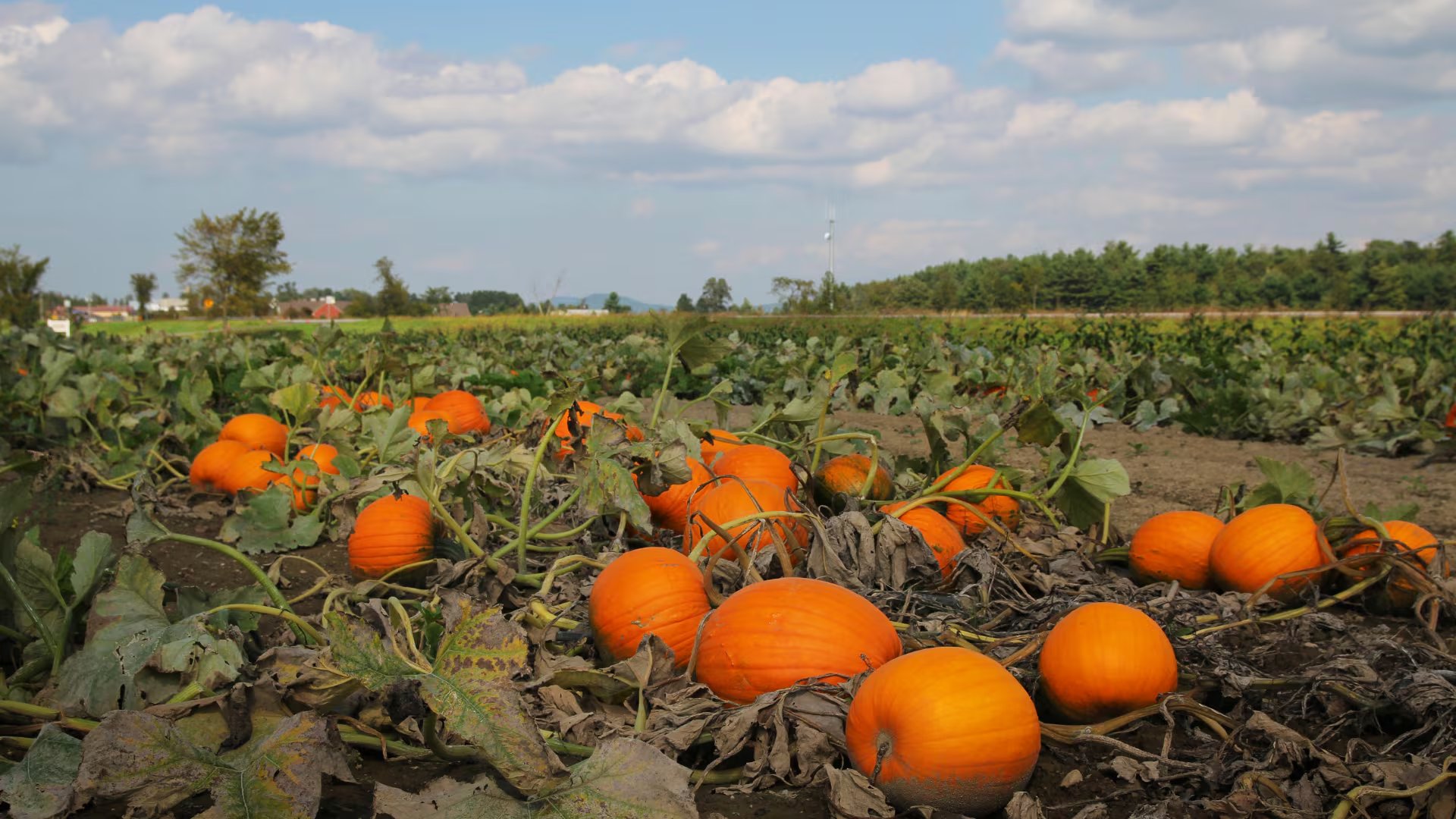La mayoría de los ladrones se llevan calabazas o tomates. (Canva)