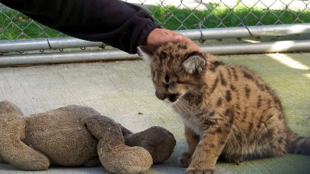 Algunos centros de España permiten a los visitantes fotografiarse o acariciar crías de felinos salvajes. En la imagen, un cachorro de puma en Thompson Park (Nueva York). (Kurt Thomas Hunt/Wikimedia Commons)
