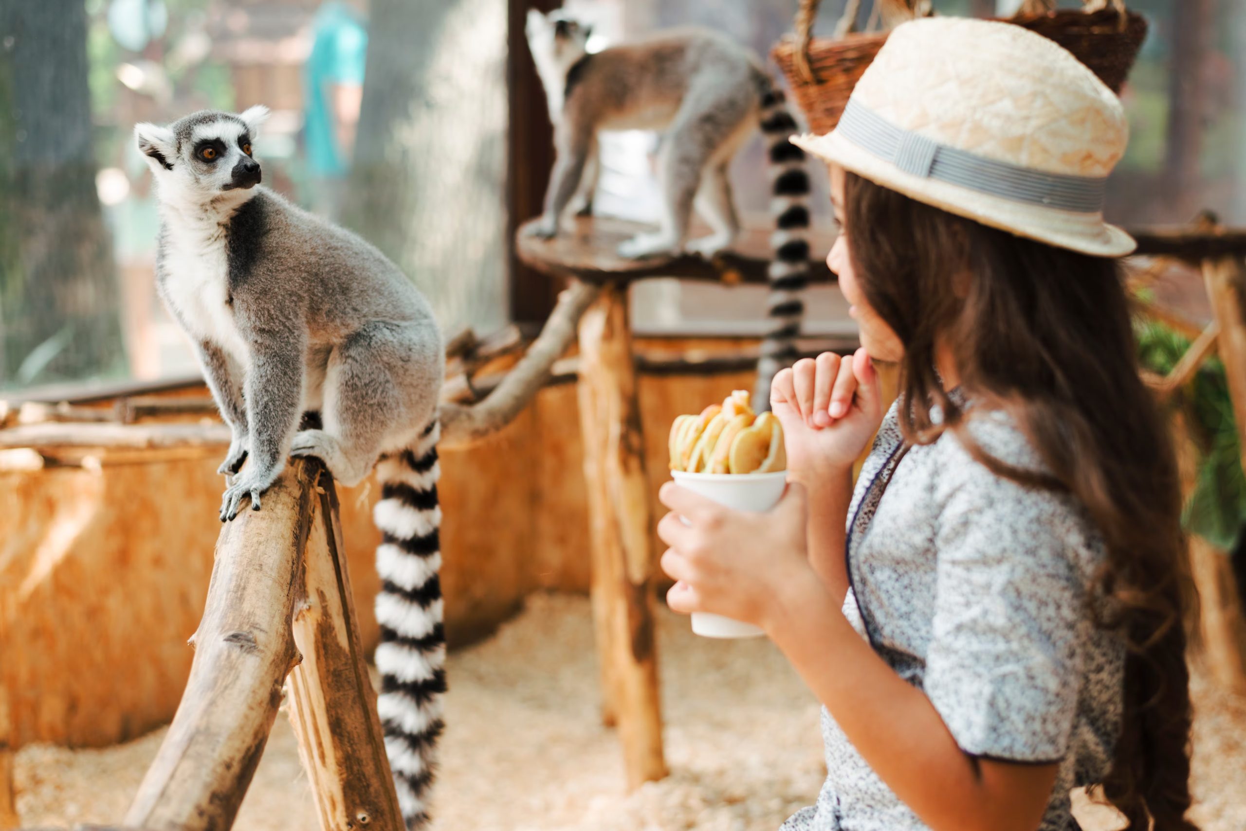 Imagen de archivo de una niña dando de comer a un lémur. (Magnific)
