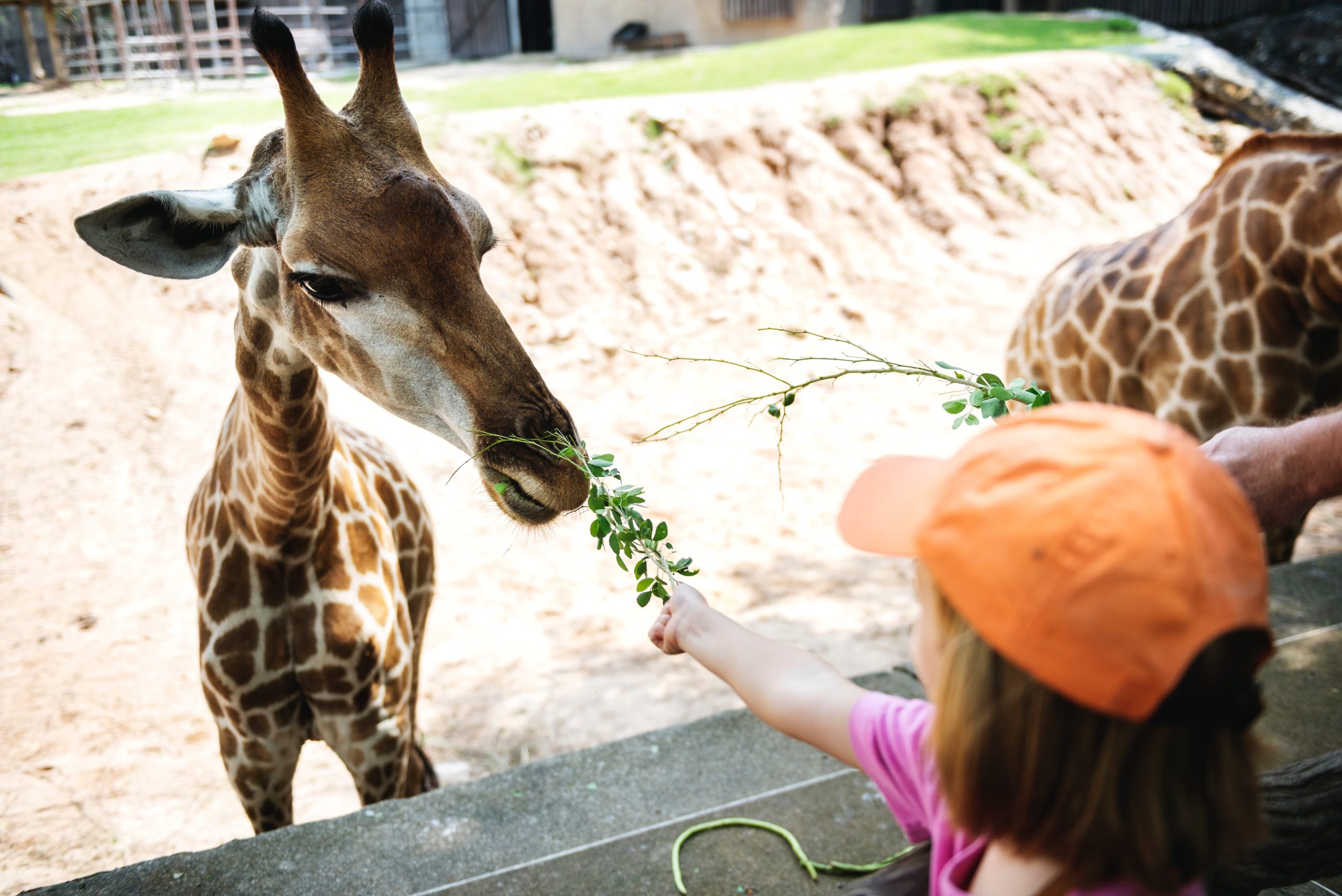 Una niña da de comer a una jirafa en un zoo. (Magnific)