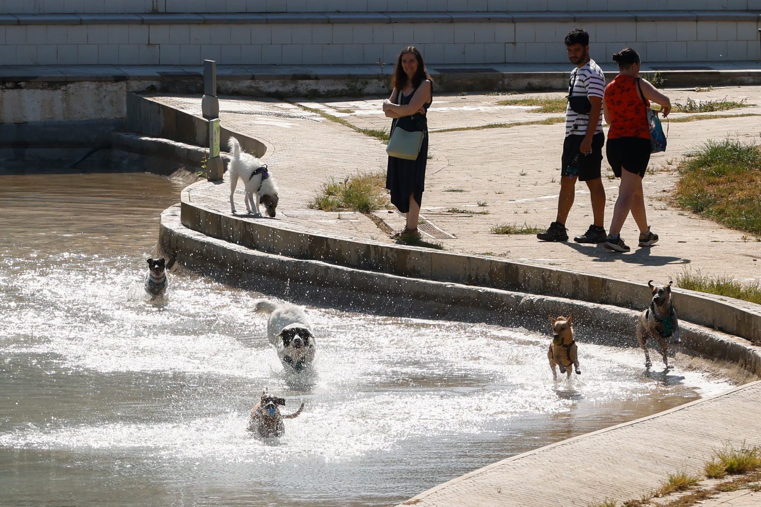 Varias mascotas se refrescan en el parque de la España Industrial de Barcelona. (Quique García/EFE)
