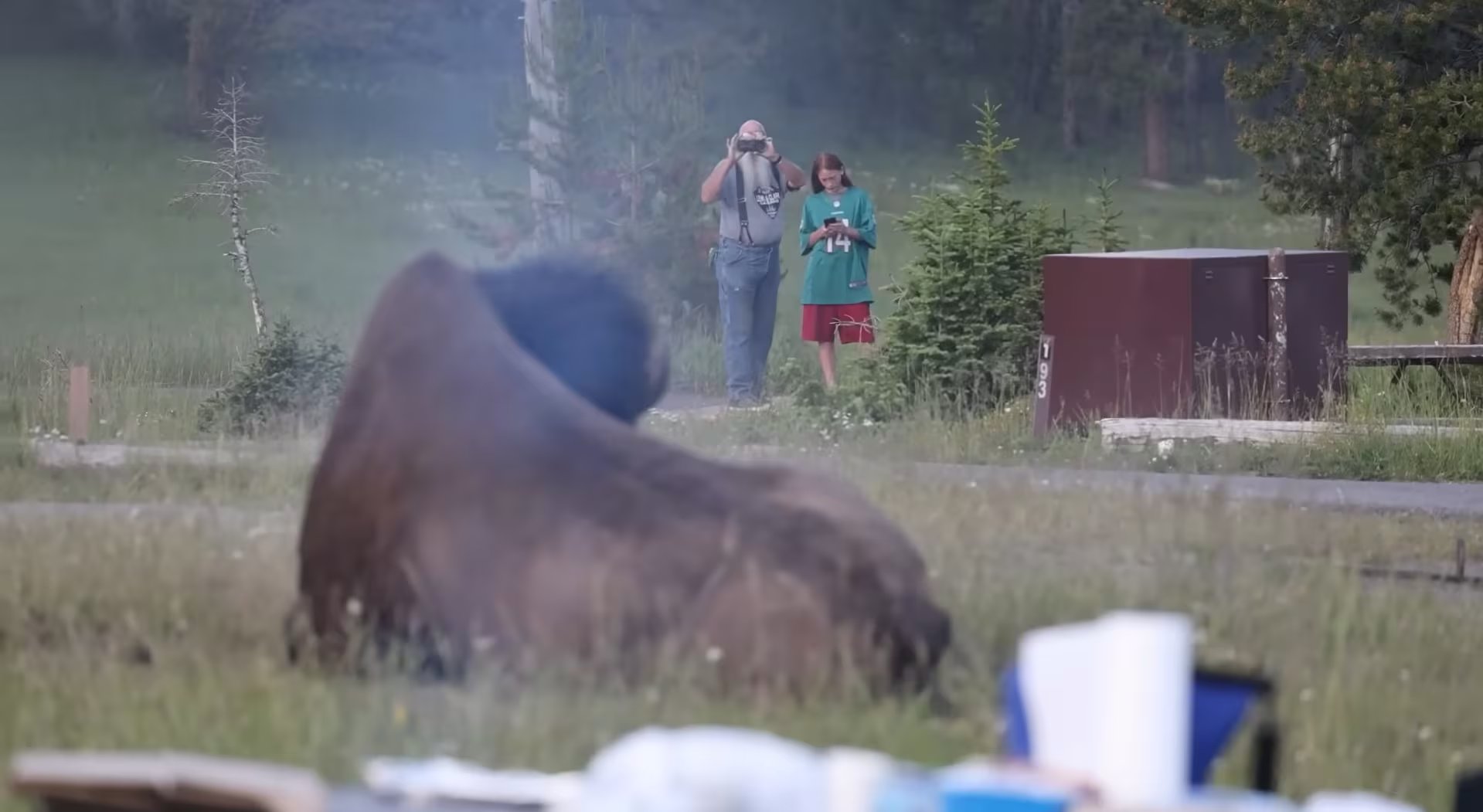 Una camioneta pickup blanca alteró al bisonte, que embistió el vehículo, golpeó un árbol y luego desvió su ataque hacia el hombre y su nieto (Captura Cowboy State Daily)