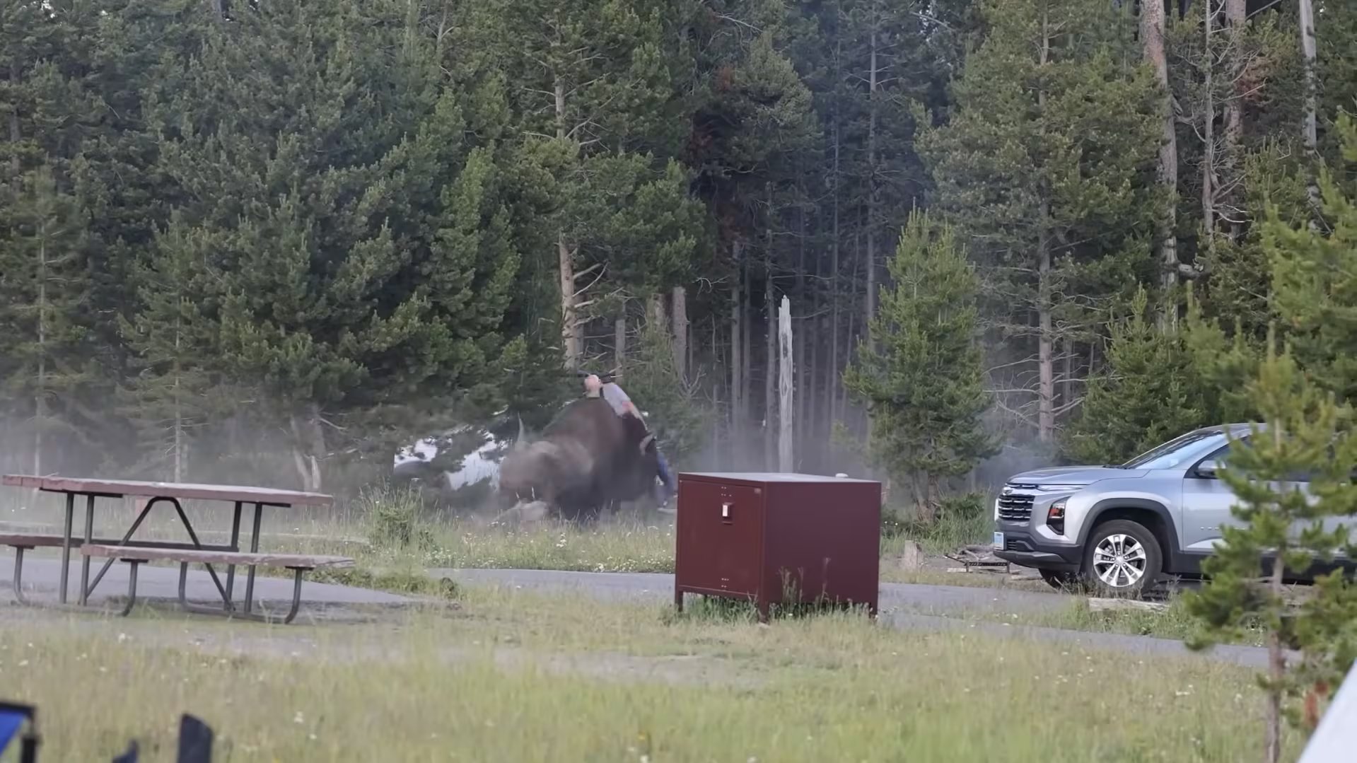 El bisonte cruzó el campamento Bridge Bay y primero cargó contra un grupo de adolescentes que le tomaba fotos, aunque lograron dispersarse sin heridas (Captura Cowboy State Daily)