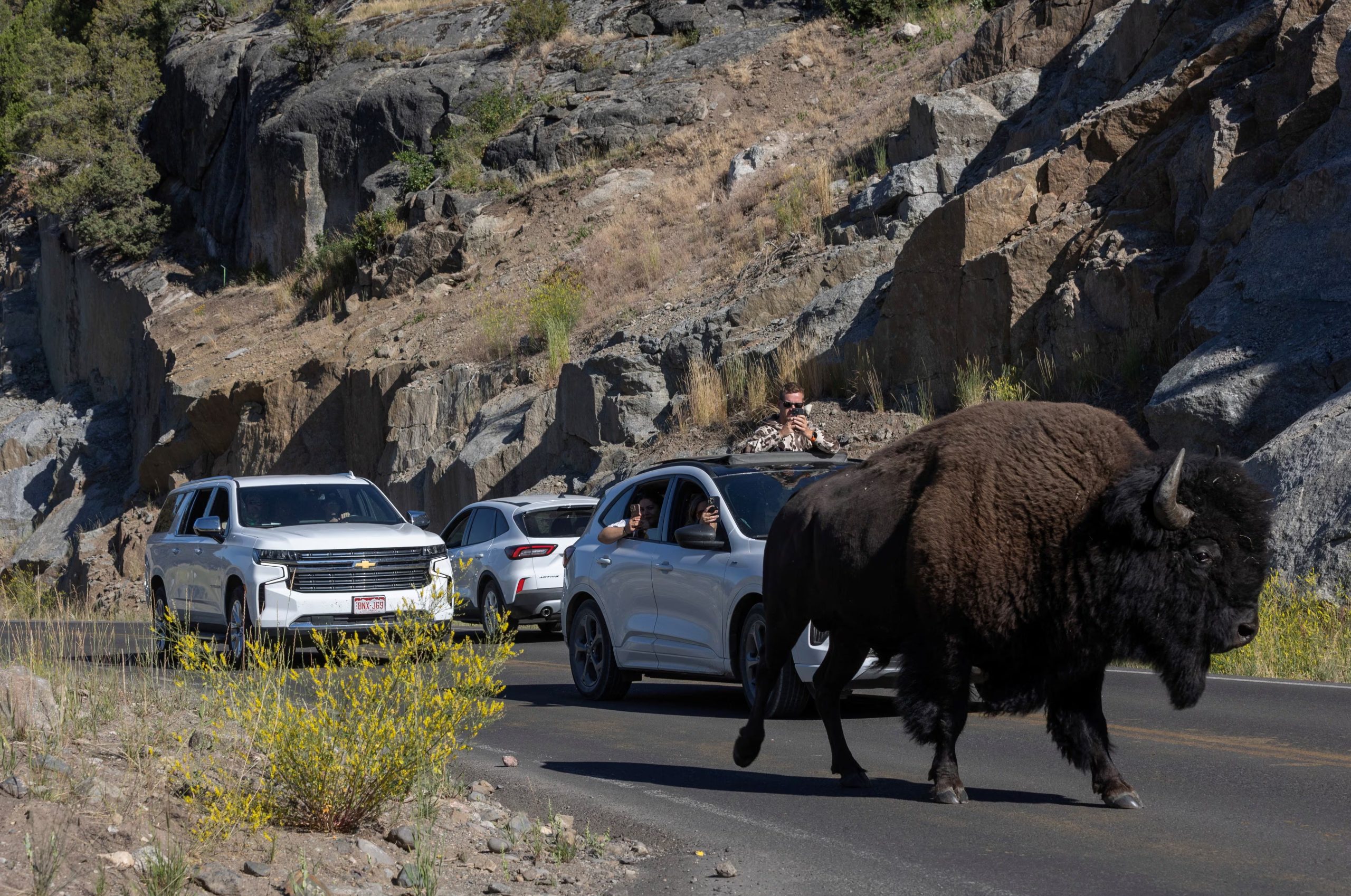 El ataque del bisonte en Yellowstone fue el segundo incidente similar registrado en el parque durante 2026 (REUTERS/Nuri Vallbona TPX IMAGES OF THE DAY)