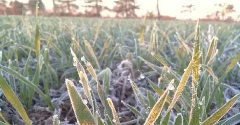 Hacia el cierre de la perspectiva, el avance de una masa de aire polar favorecerá el retorno de heladas generales sobre el oeste agrícola (Revista Chacra)
