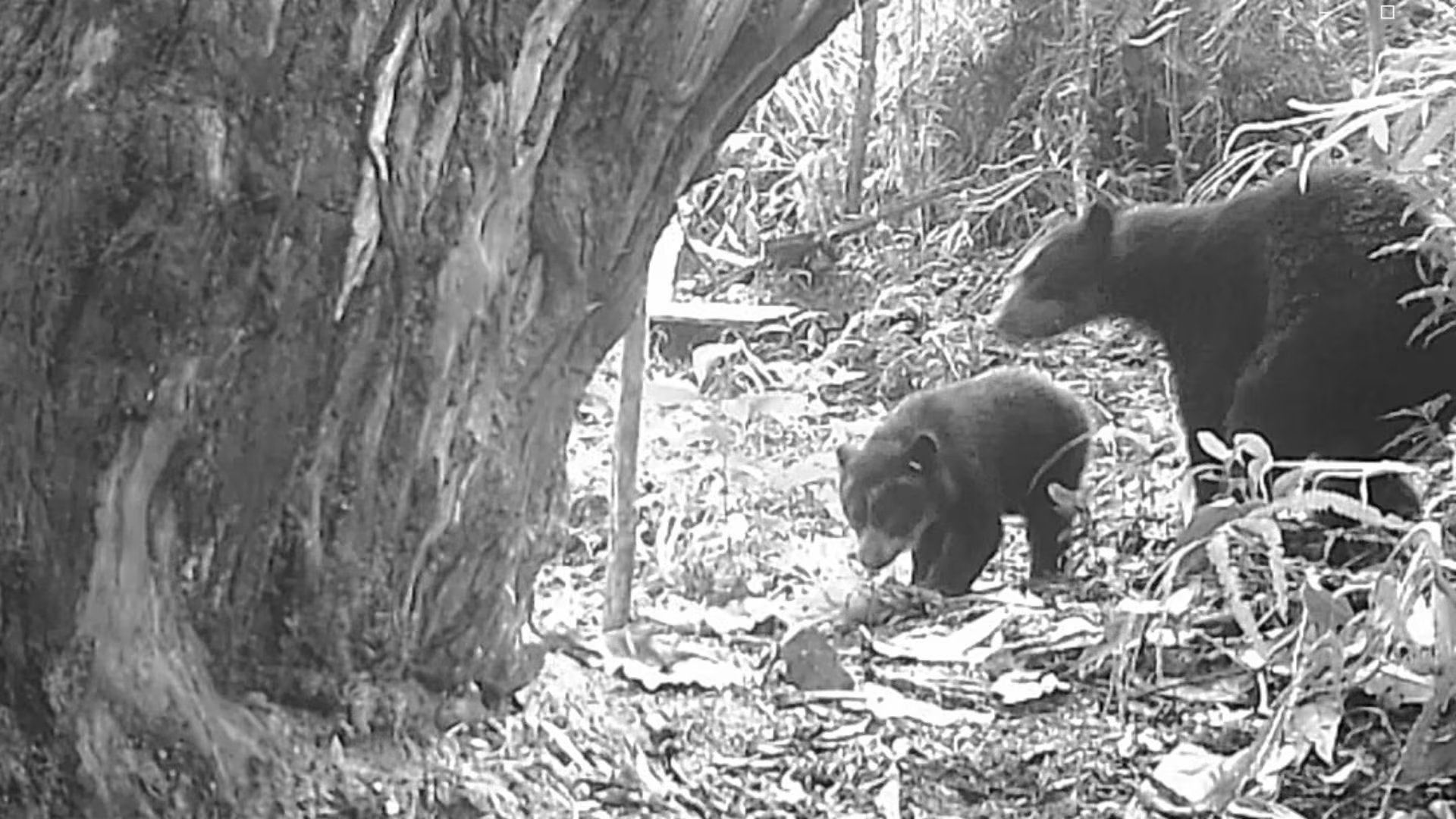 Una hembra de oso andino fue registrada junto a su cría en el DRMI Serranía de Peñas Blancas, en el municipio de Palestina (Huila). - crédito CAM