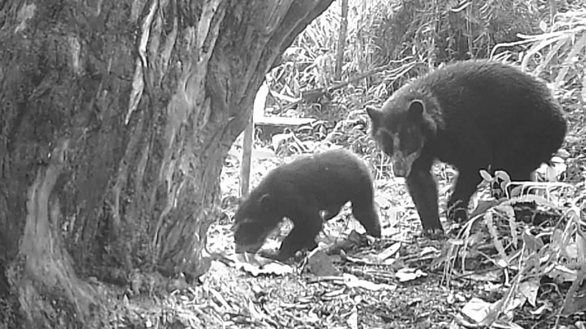 El oso andino es la única especie de oso que habita en Suramérica y es considerada clave para la conservación de los ecosistemas andinos. - Crédito CAM