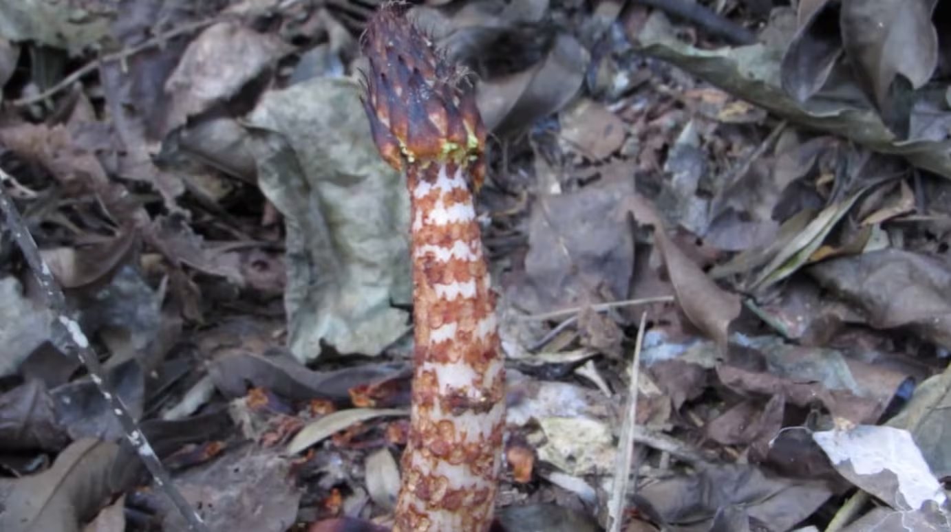 Lophophytum permanece casi toda su vida bajo tierra y solo emerge para florecer, porque no tiene hojas verdes ni clorofila para hacer fotosíntesis (YouTube: @AlexandreMedeiros40)