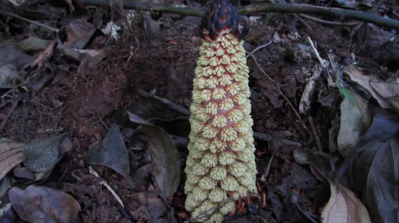 Los científicos detectaron que Lophophytum no solo extrae agua, nutrientes y energía del árbol huésped, sino también instrucciones genéticas útiles (YouTube: @AlexandreMedeiros40)