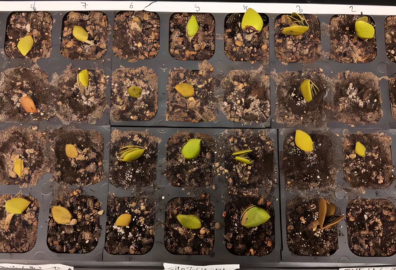 El Centro ASTRA de la Universidad del Sur de Florida lidera proyectos de agricultura espacial que simulan en laboratorio temperaturas extremas, recursos limitados y ambientes confinados (Andrés Faza, Comunicaciones y Marketing de la Universidad)